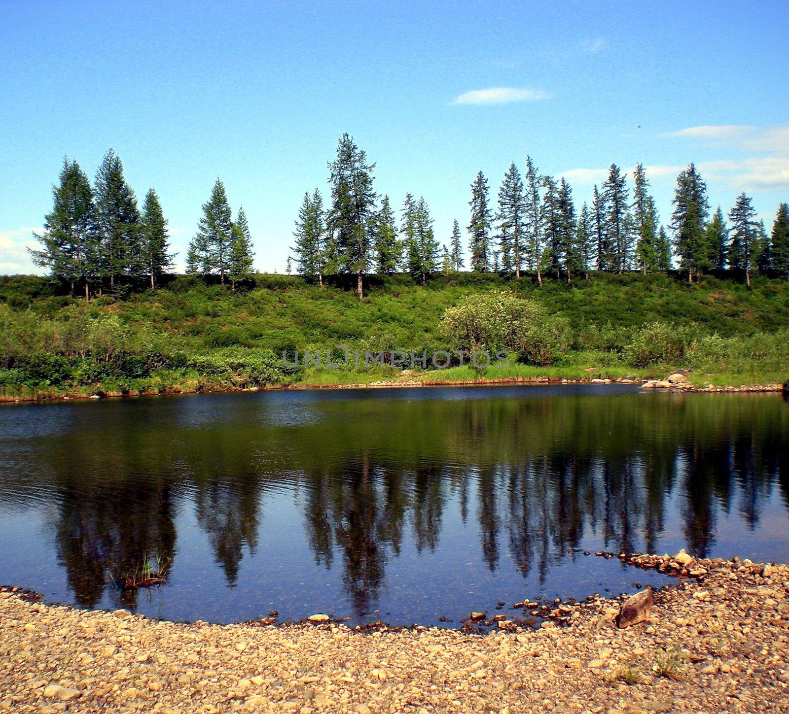 River in taiga in northern Russia. The nature of the taiga in a mountainous area. by DePo