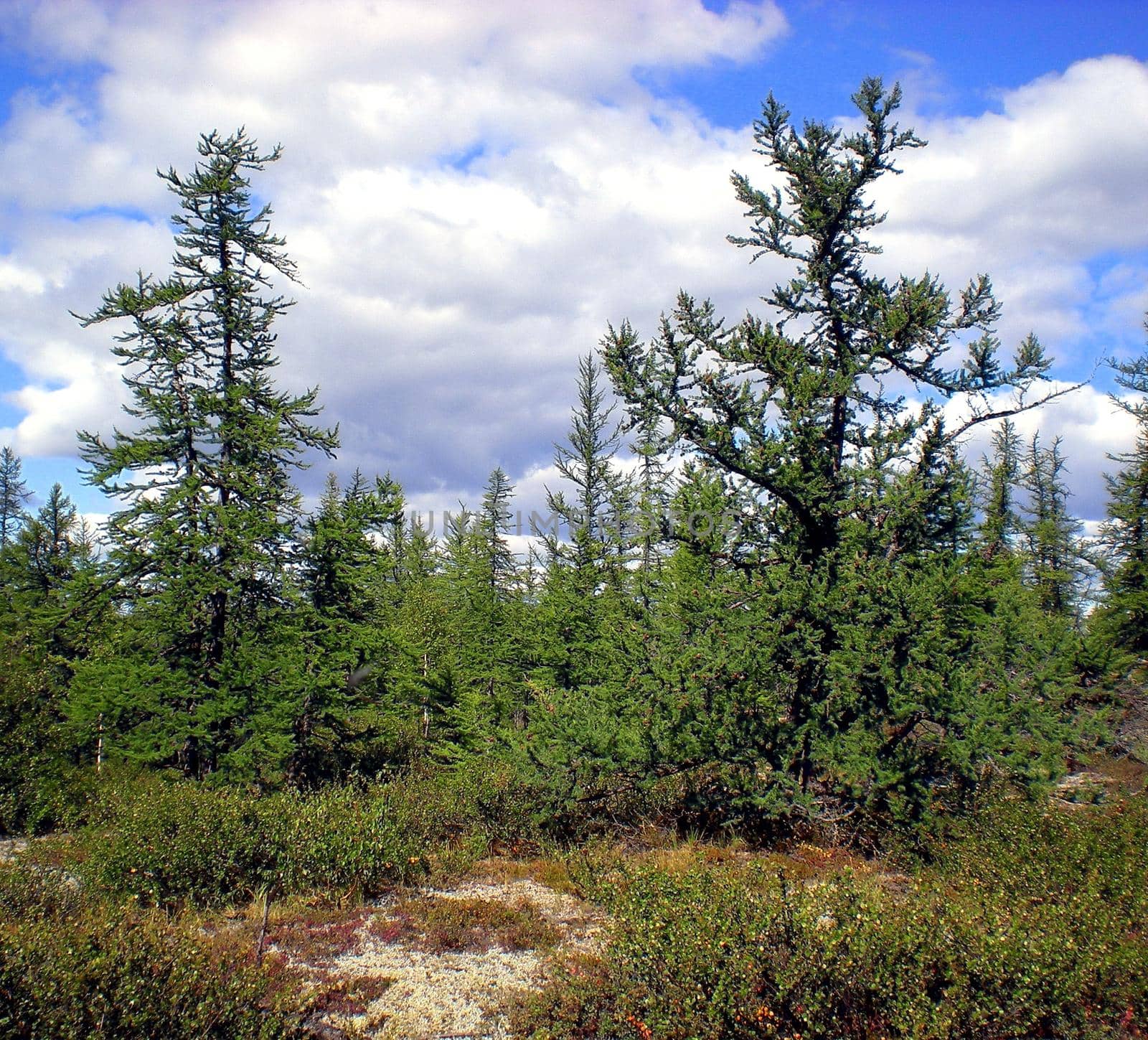 Taiga in Russian north. Coniferous forest in early September in the north. by DePo