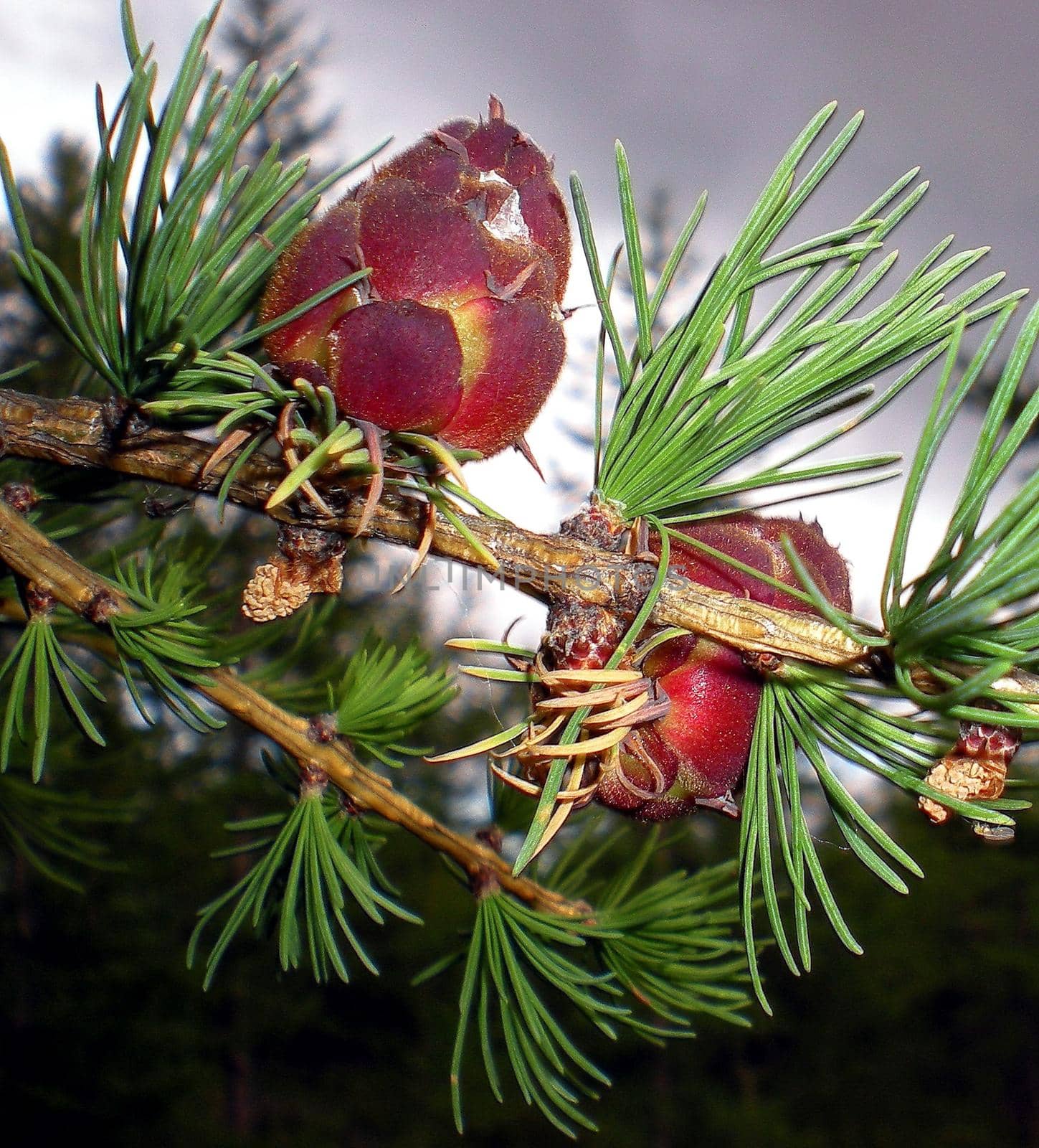 Young bumps on the branches of the Christmas tree. Blossom needles. by DePo