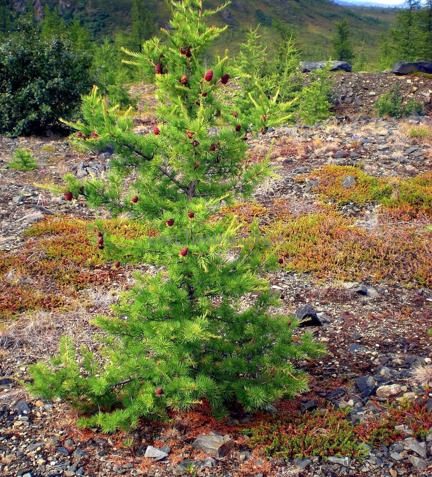 Young conifers in the forest. Spruce in the taiga.