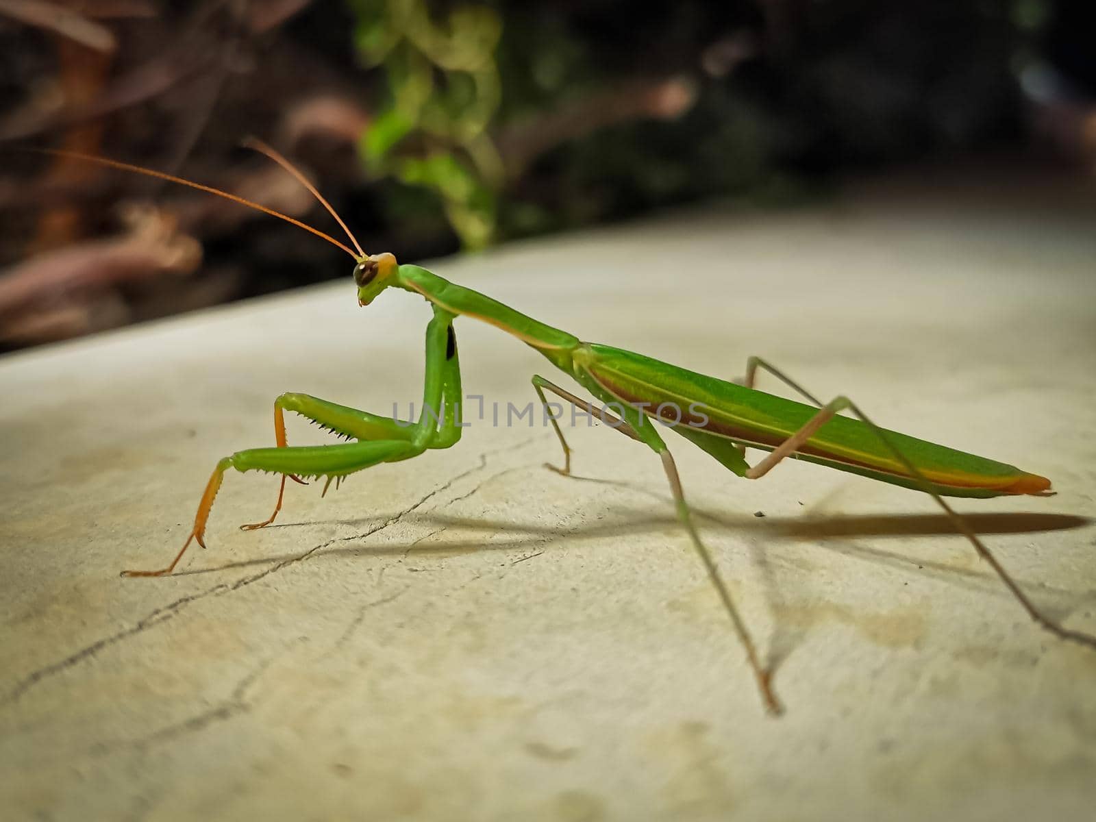 Closeup macro shot of a mantis