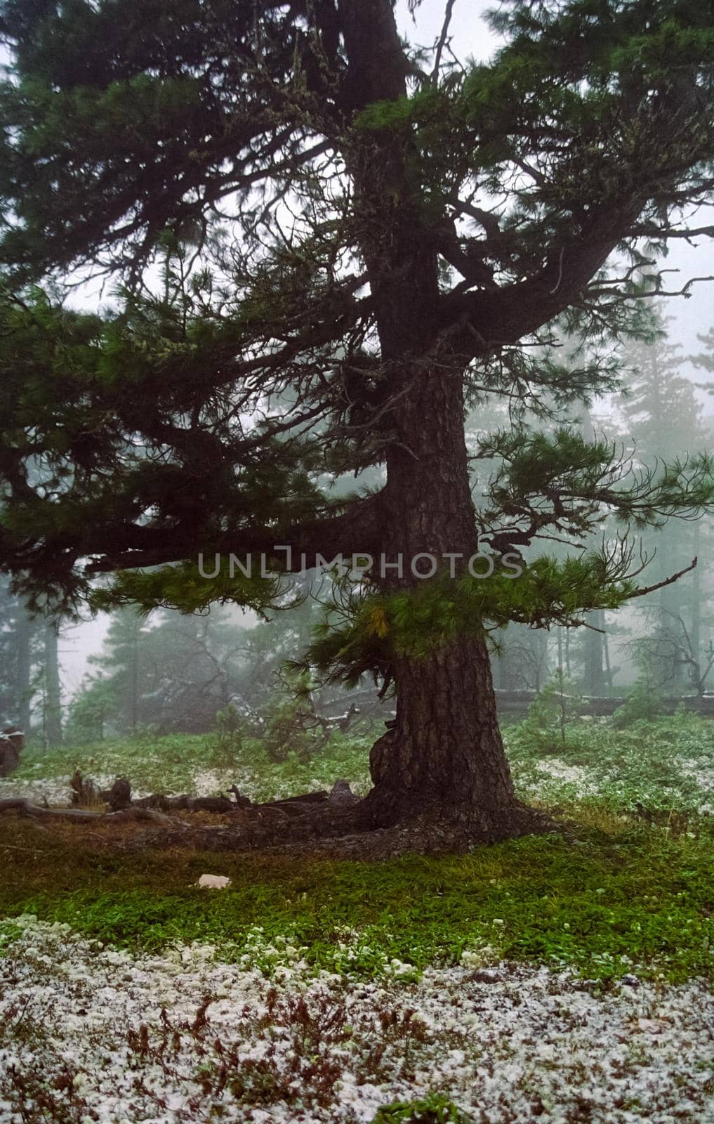A pine tree in the woods. large conifer. by DePo