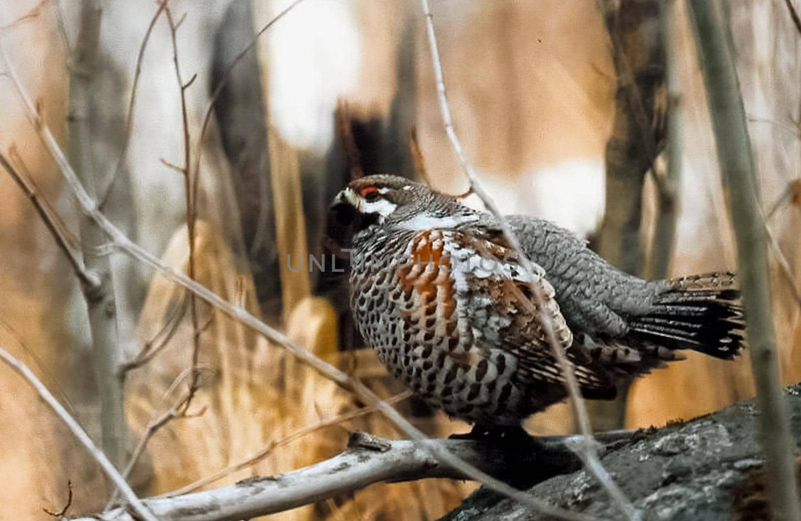 Bird grouse in the woods. Big forest bird