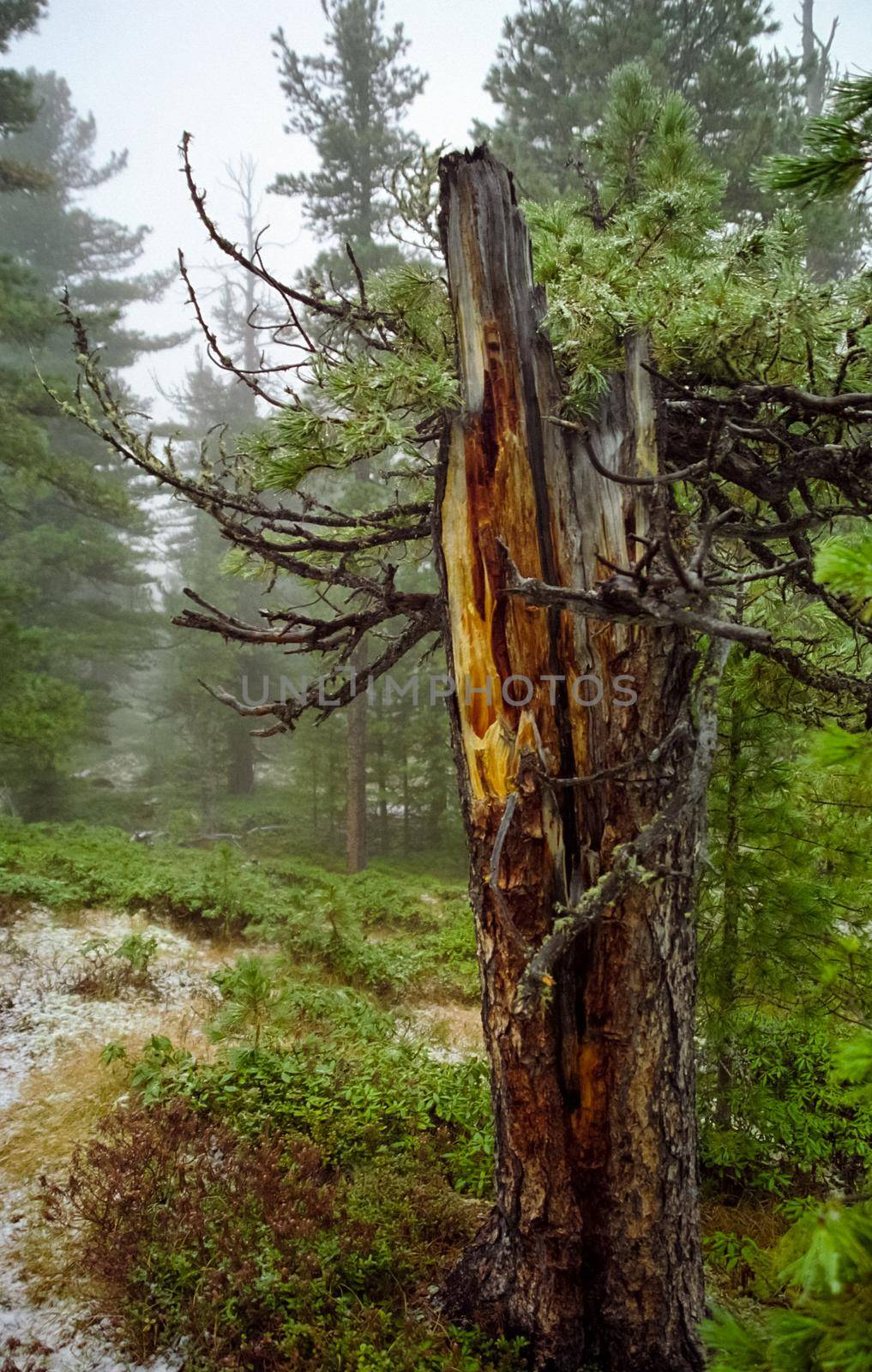 Broken pine tree. Pine broke and fell.