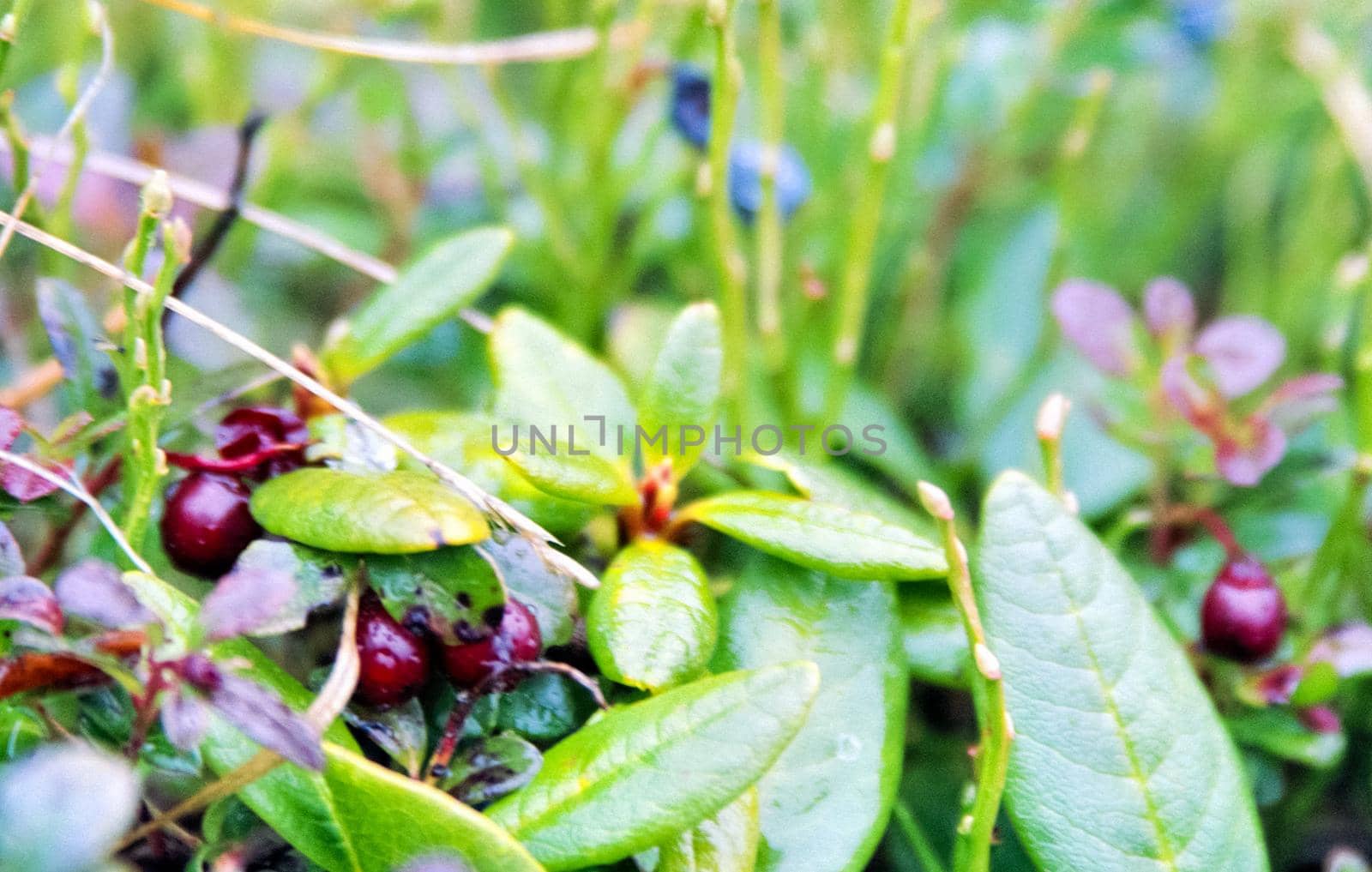 Forest nature near the ground. Vegetation in the mountain taiga.