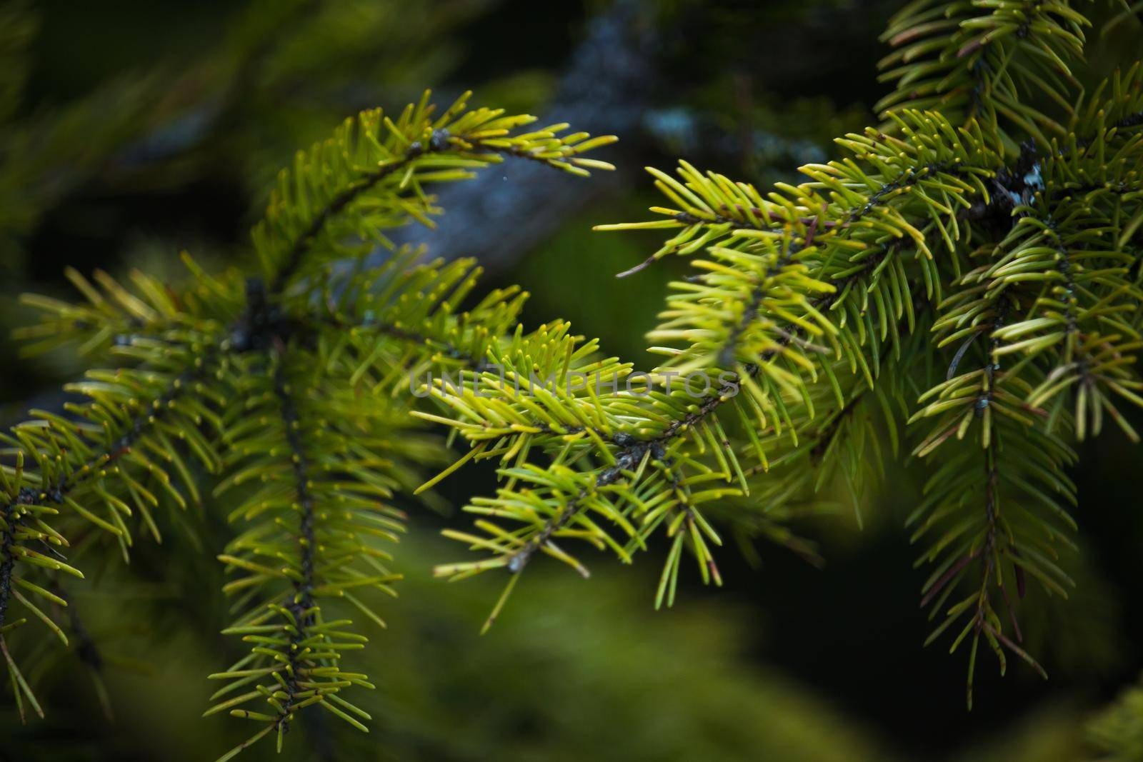 Green prickly branches of a fur-tree or pine. Fluffy fir tree branch close up. background blur by codrinn