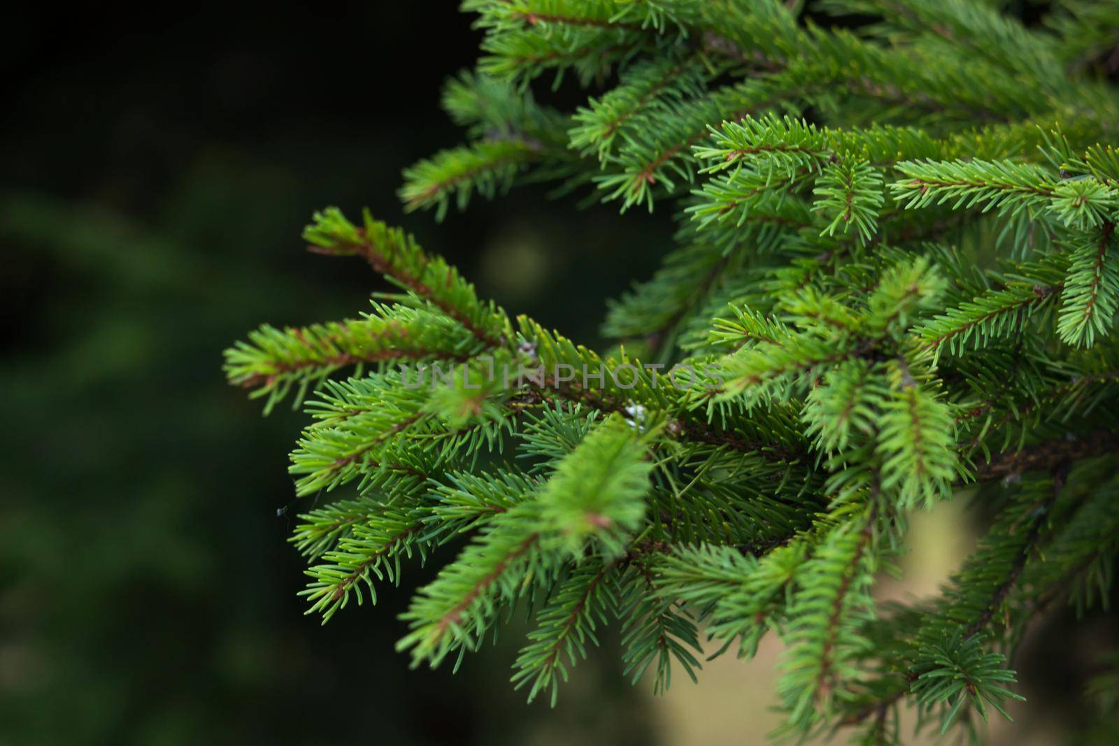 Green prickly branches of a fur-tree or pine. Fluffy fir tree branch close up. background blur