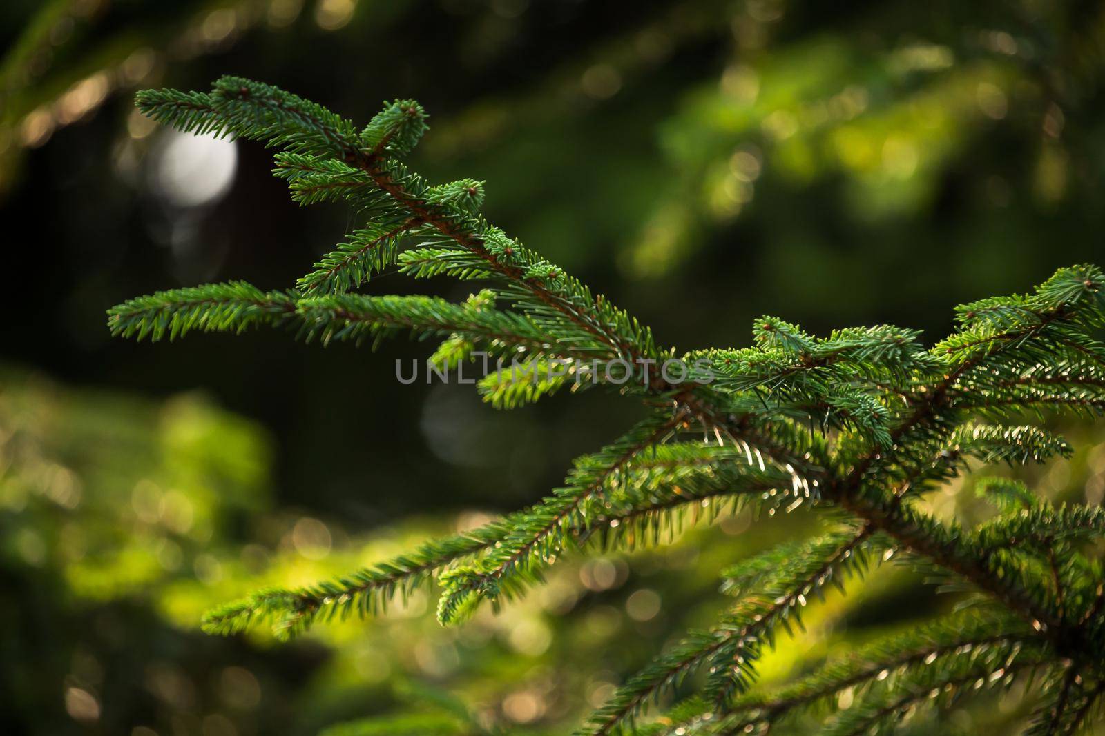 Green prickly branches of a fur-tree or pine. Fluffy fir tree branch close up. background blur by codrinn