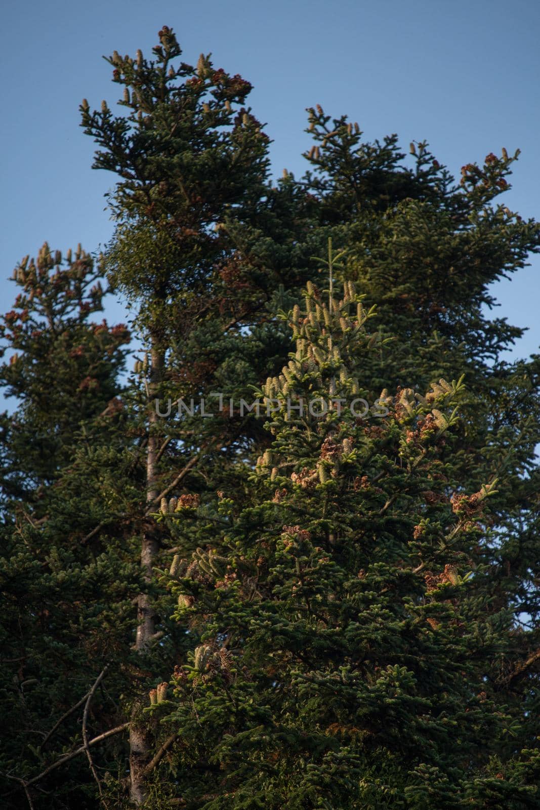 Branches of pine tree in the forest with many fruits. Shade of light on the branches. clear sky by codrinn