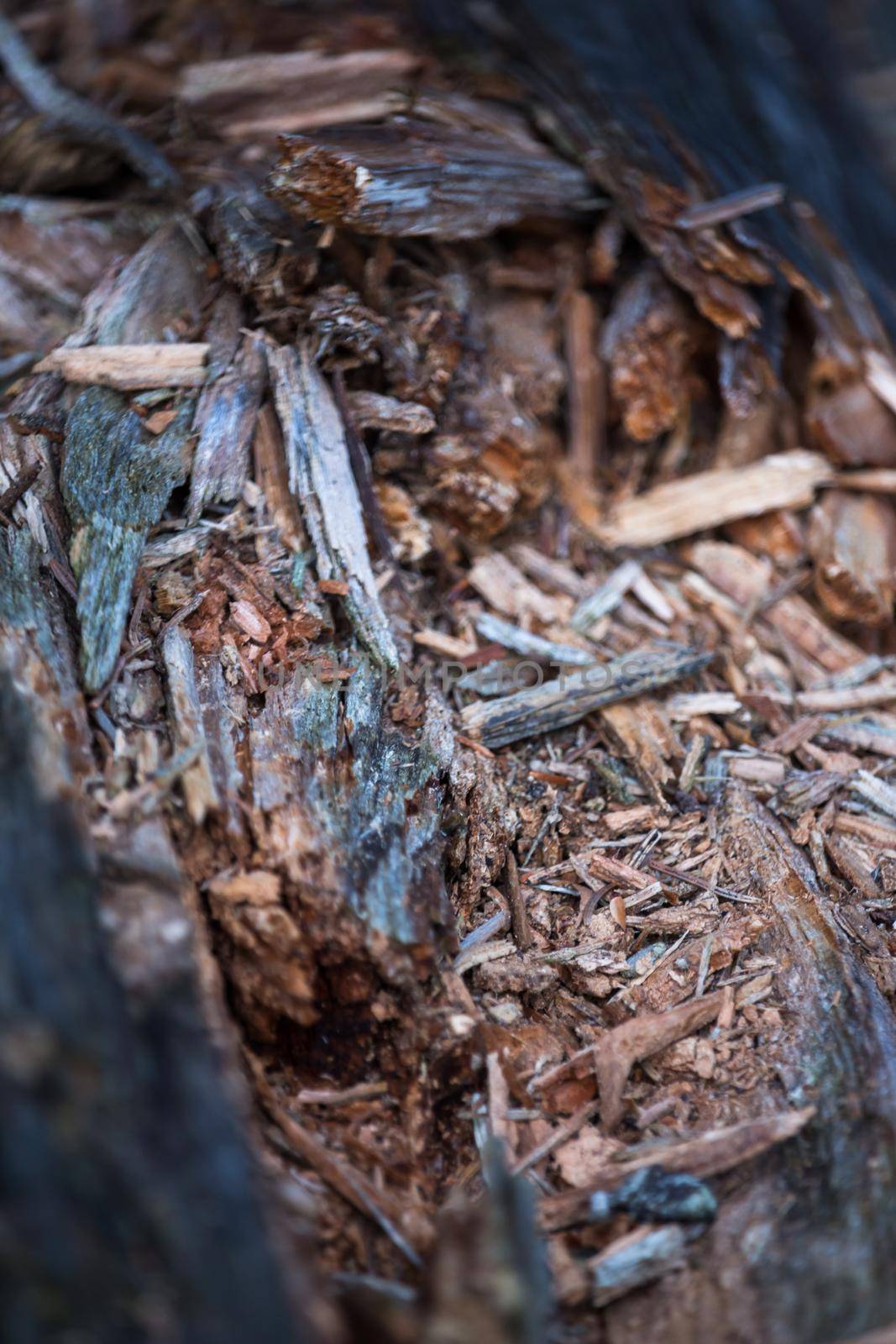 Pine timber wood chip background texture by codrinn