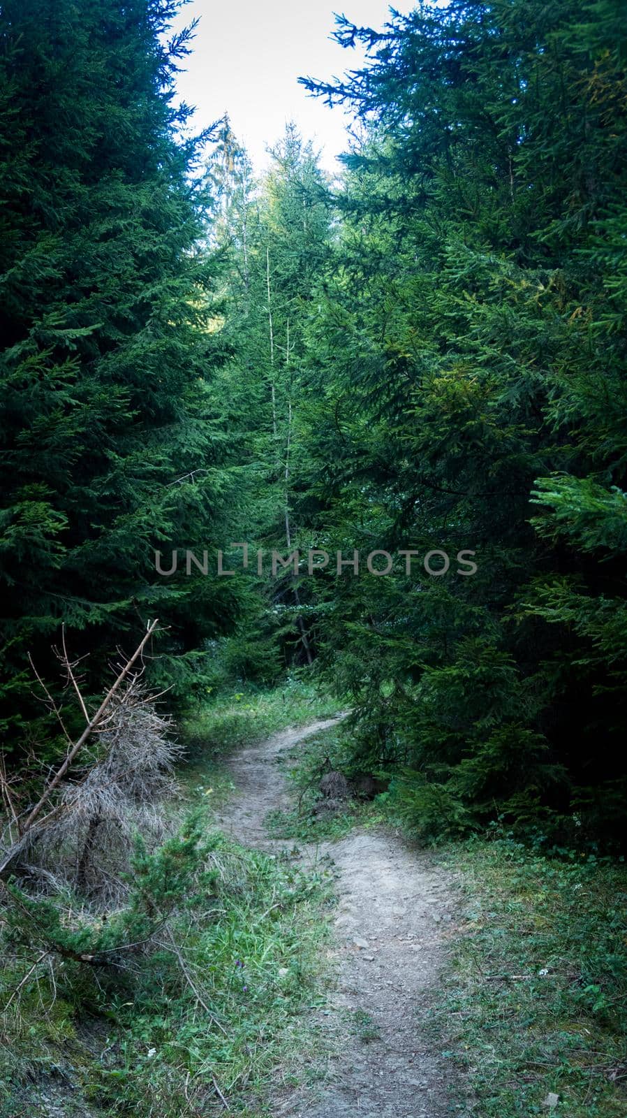 Path full of roots in the middle of wooden coniferous forrest, surrounded by green bushes, trees and ferns in Romania