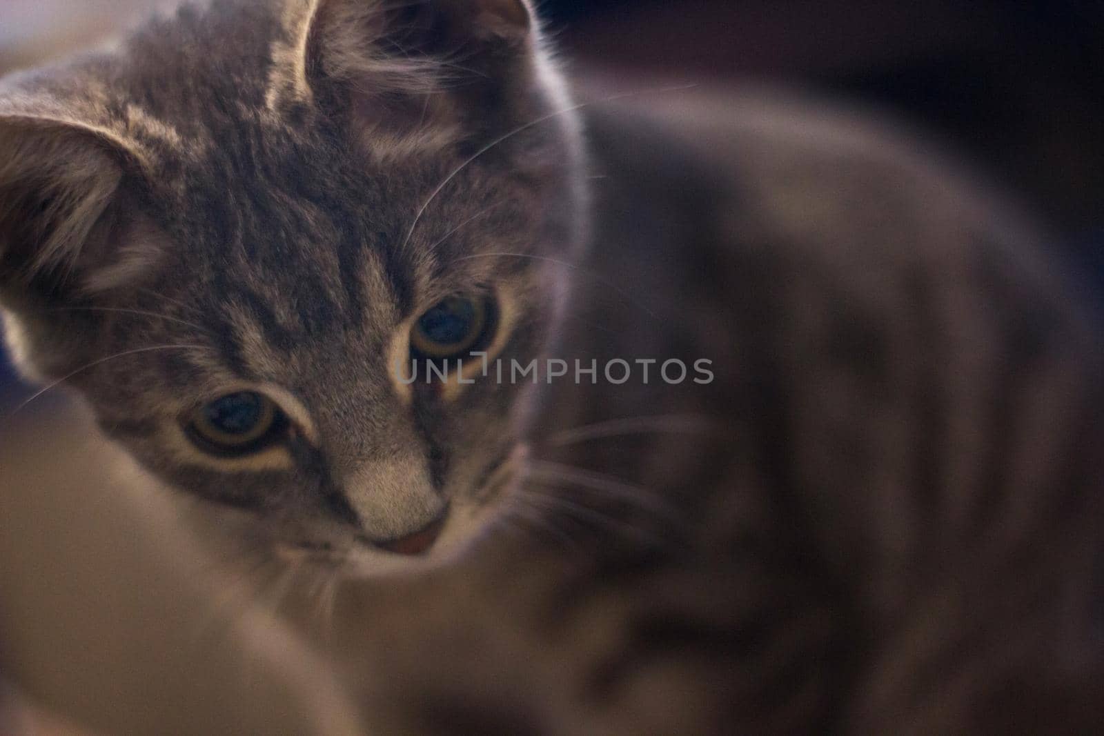 Closeup of an adorable fluffy gray kitten