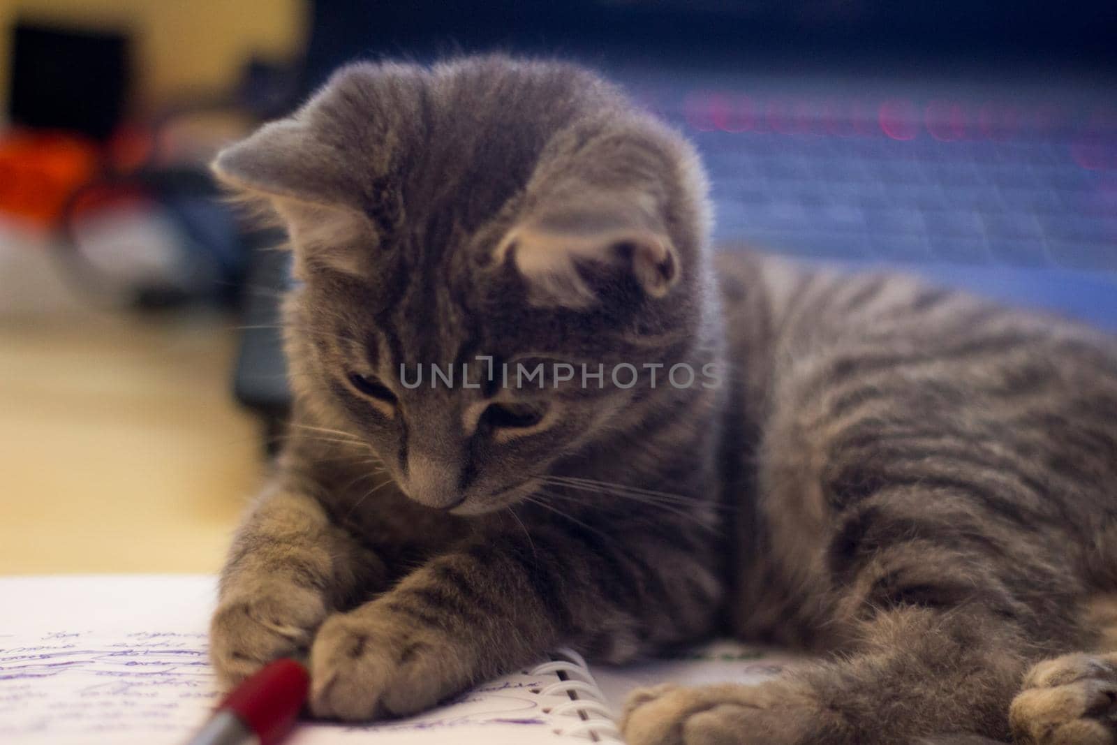 Closeup of an adorable fluffy gray kitten lying on a notebook