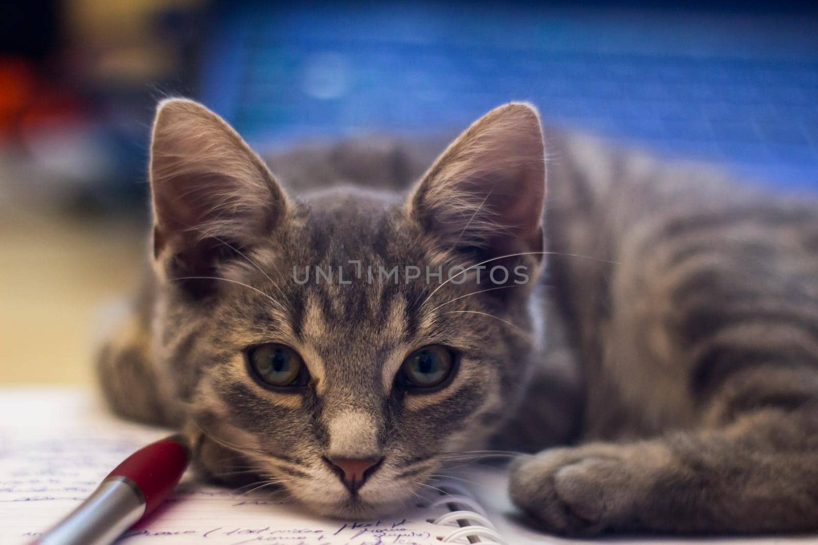 Closeup of an adorable fluffy gray kitten lying on a notebook