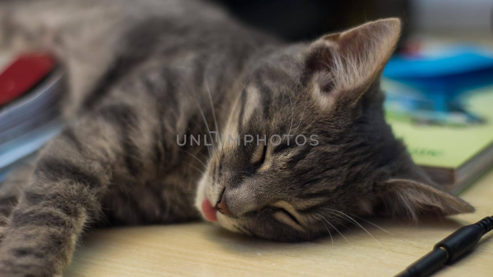 Closeup of an adorable fluffy gray kitten sleeping on a desk