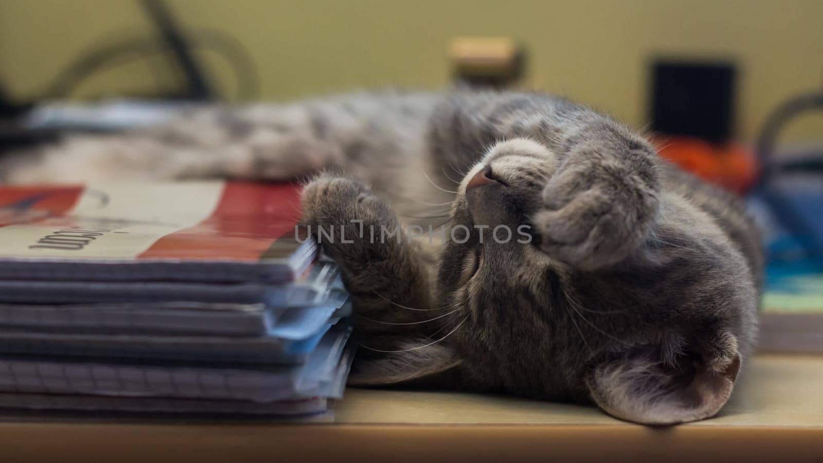 Closeup of an adorable fluffy gray kitten sleeping on a desk