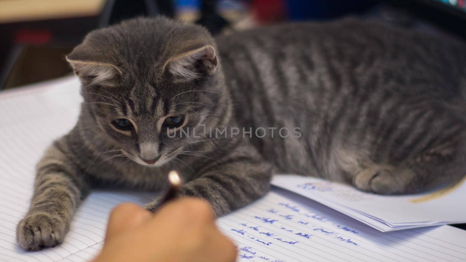 Closeup of an adorable fluffy gray kitten sitting on a desk