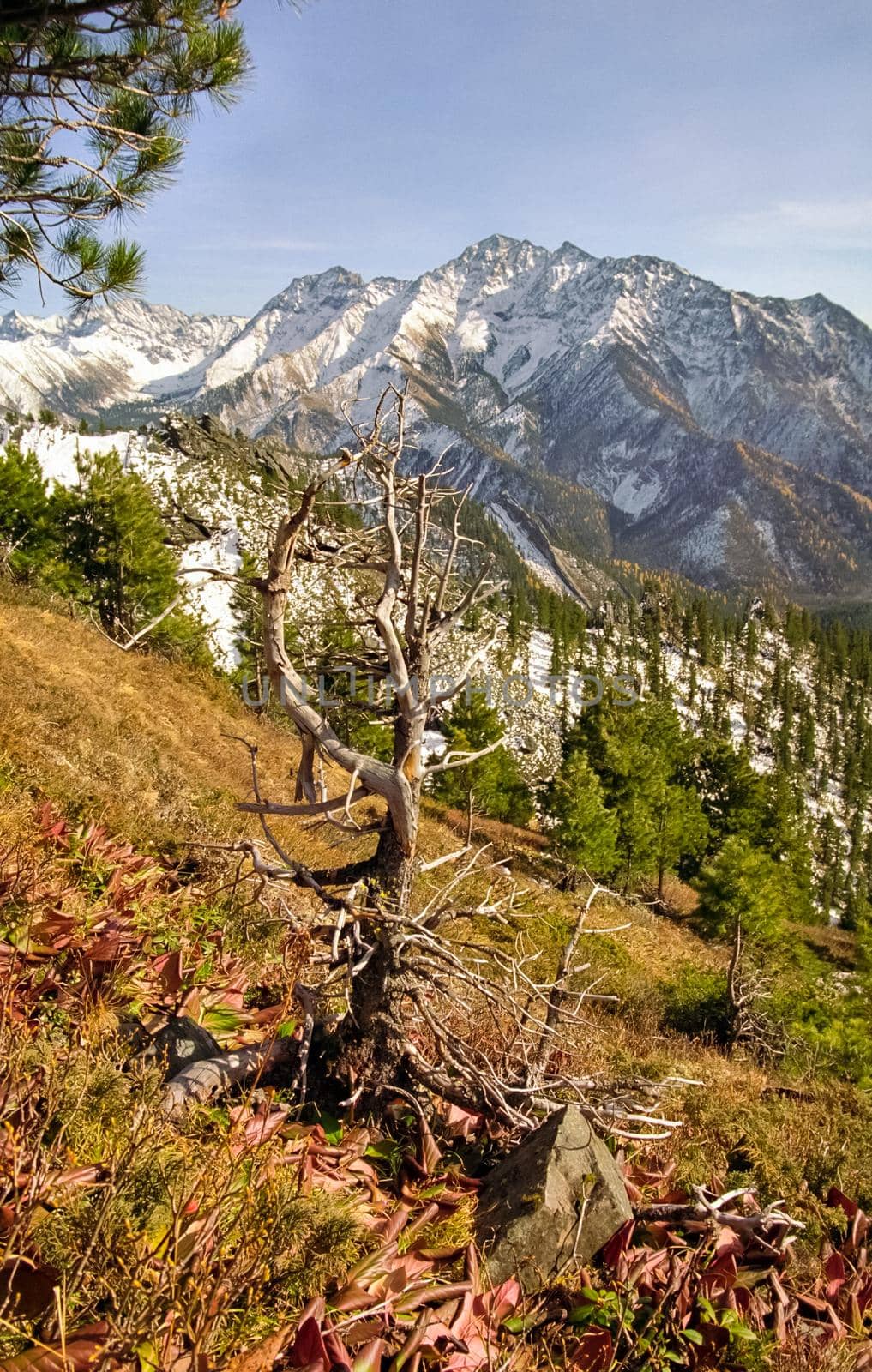 The mountains of the sayans. The nature of the mountains is sayan. Vegetation in the mountains