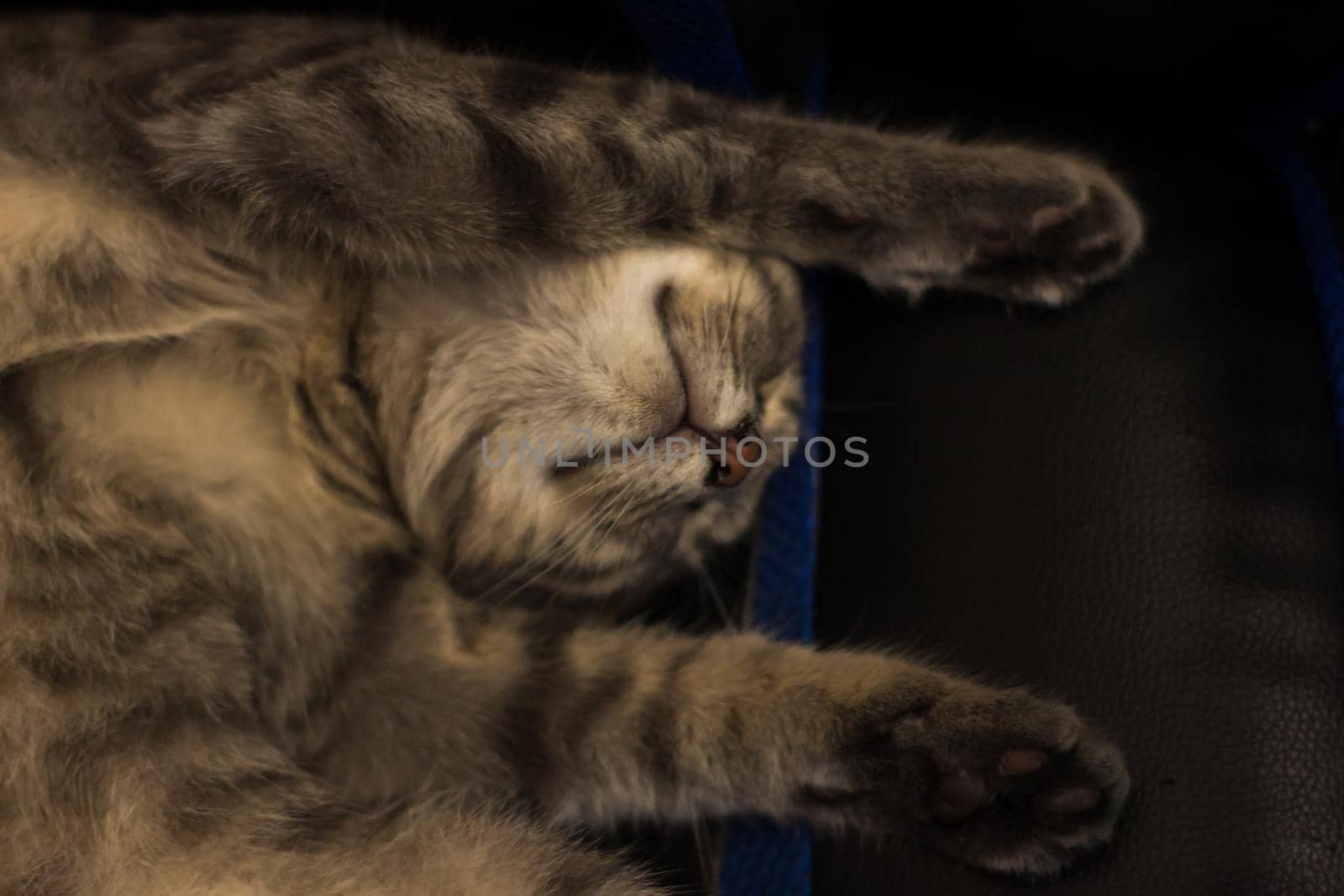 Top view of an adorable fluffy gray kitten sleeping on a couch