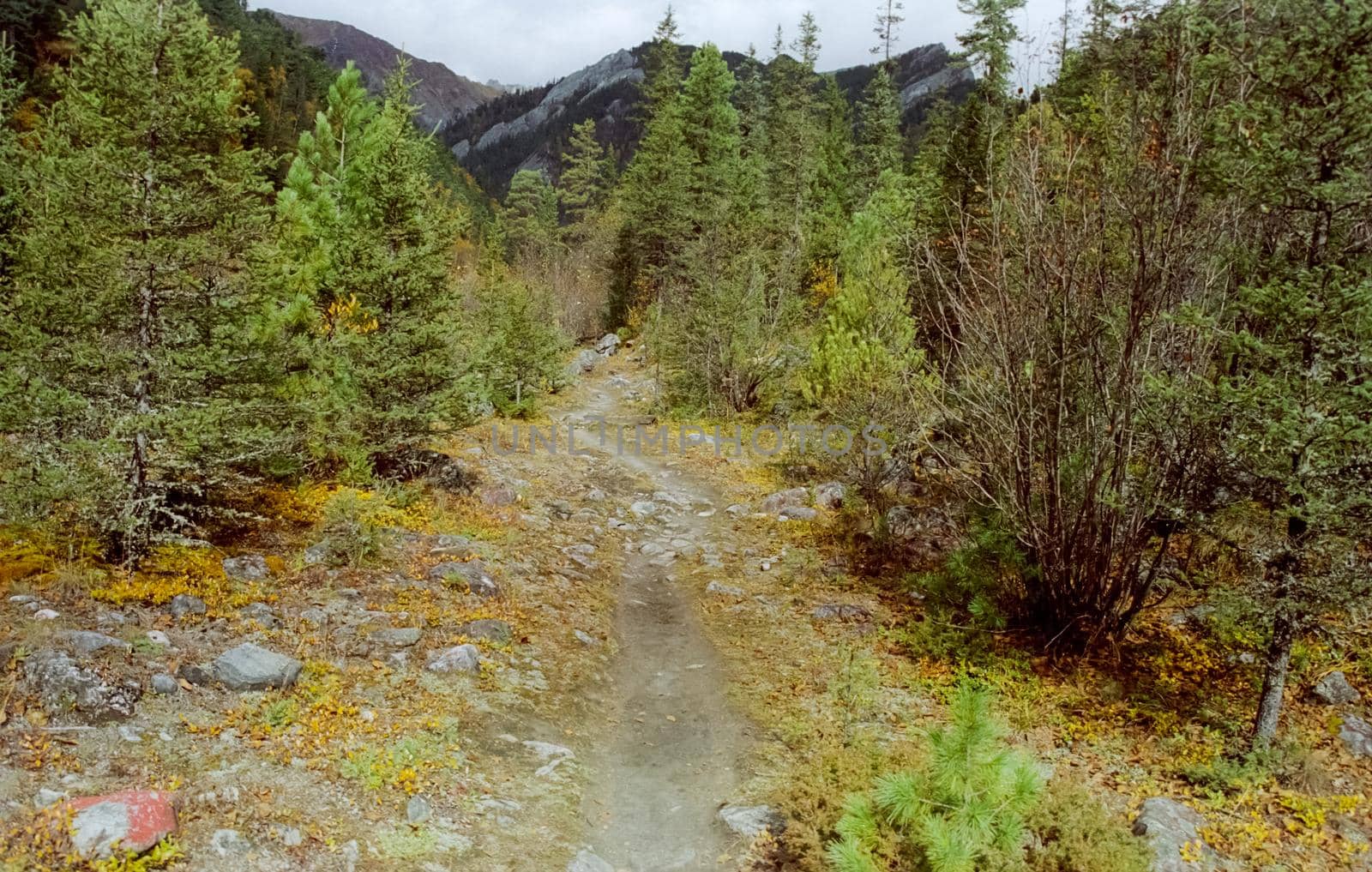 The mountains of the sayans. The nature of the mountains is sayan. Vegetation in the mountains