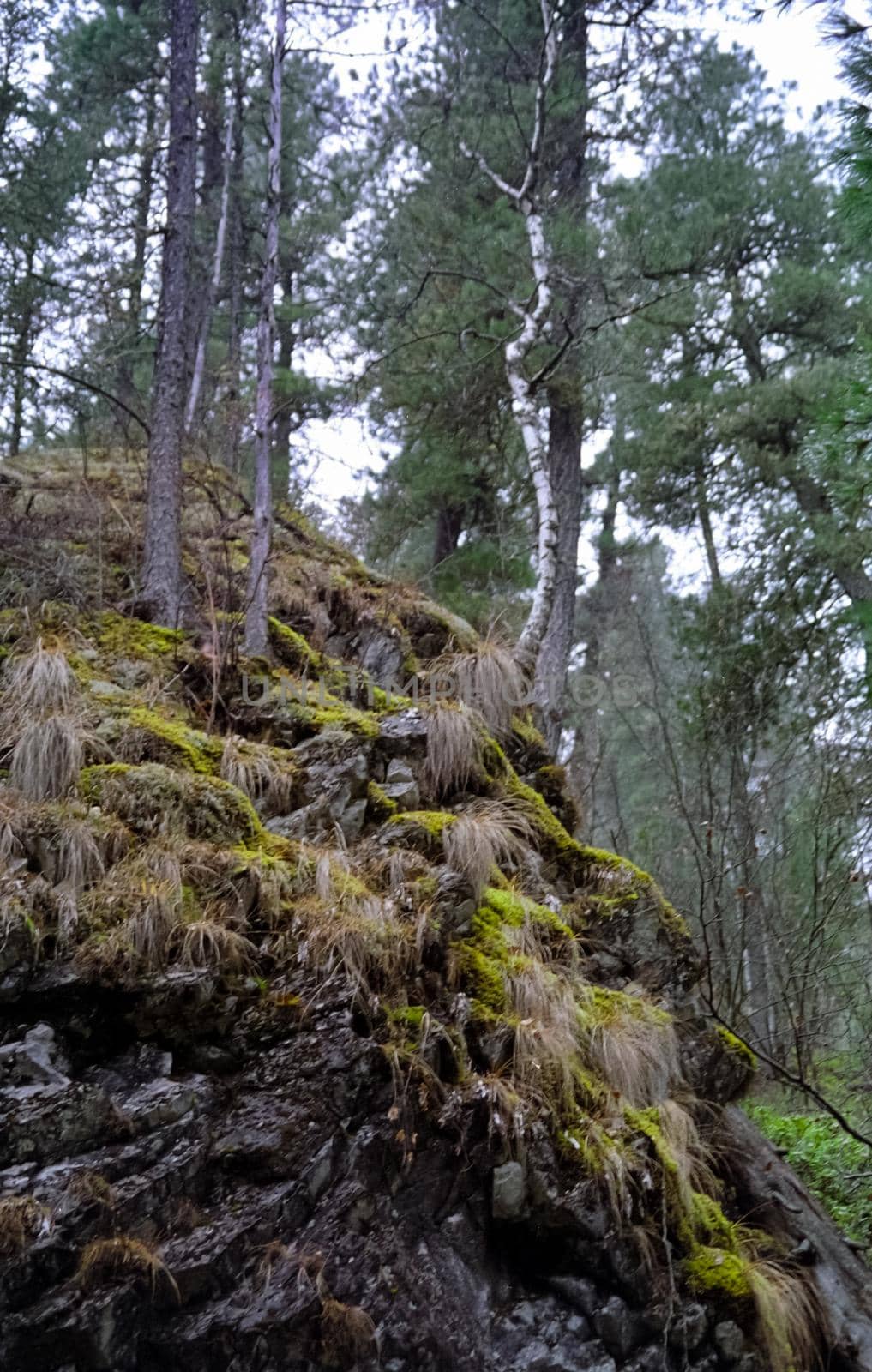 The mountains of the sayans. The nature of the mountains is sayan. Vegetation in the mountains