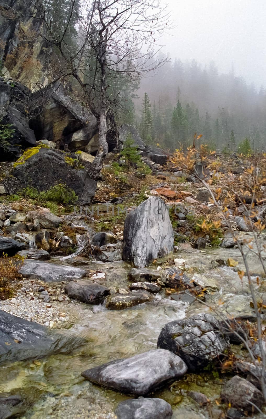 The mountains of the sayans. The nature of the mountains is sayan. Vegetation in the mountains