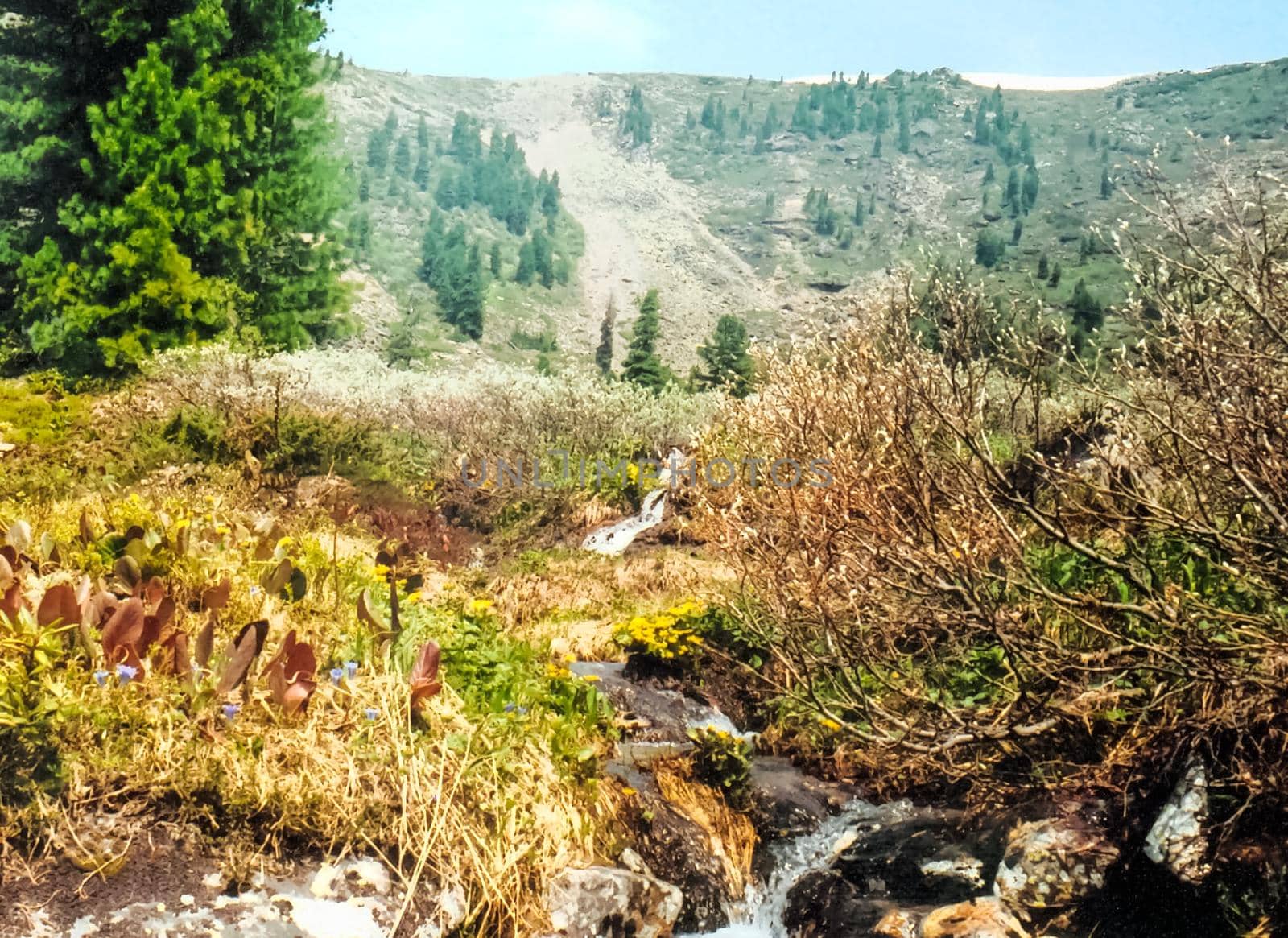 mountains of the sayans. The nature of the mountains is sayan. Vegetation in the mountains by DePo