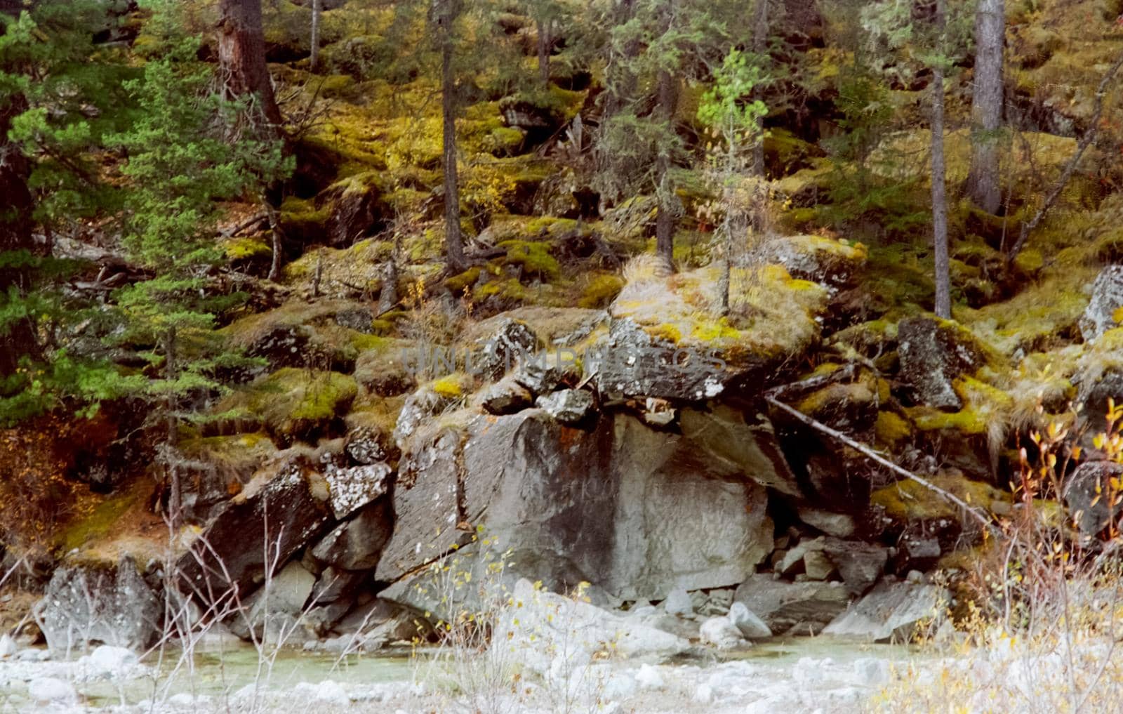 Nature in the mountains of Sayana. Russian taiga nature.