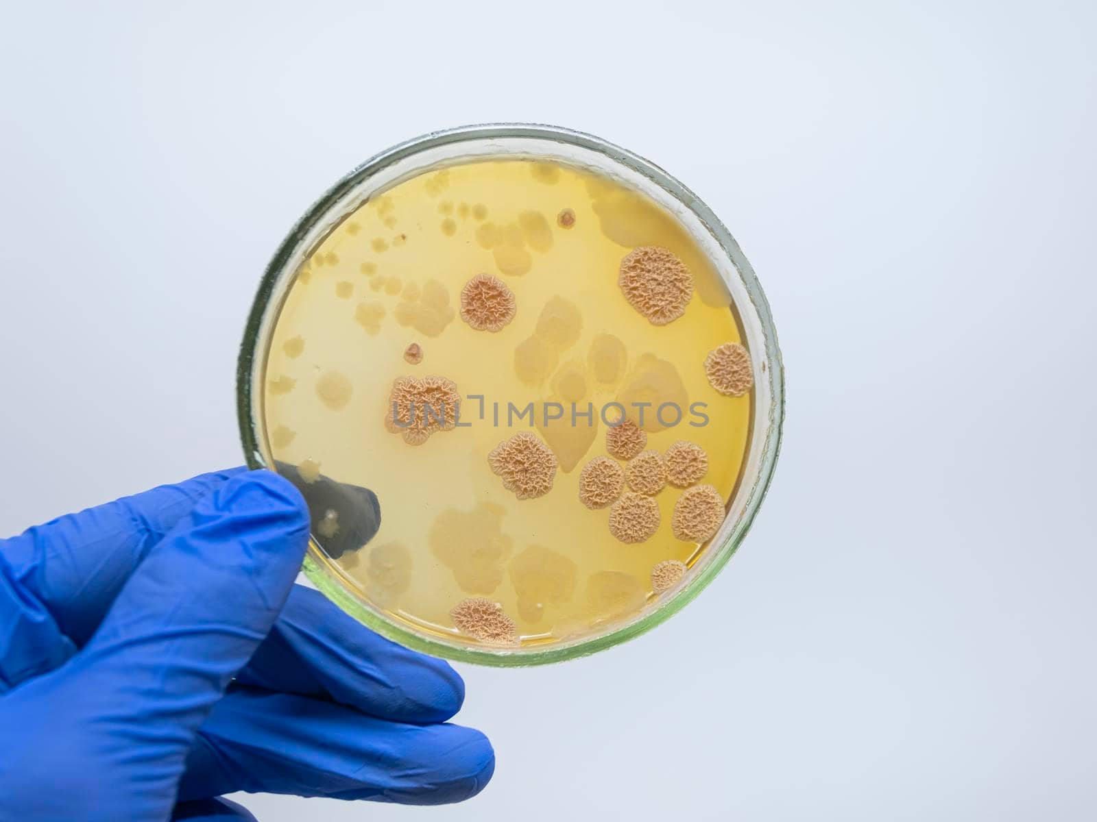 Close-up of a gloved scientist's hand holding a Petri dish with colonies of bacteria and fungi. Wrinkled colonies of bacteria.