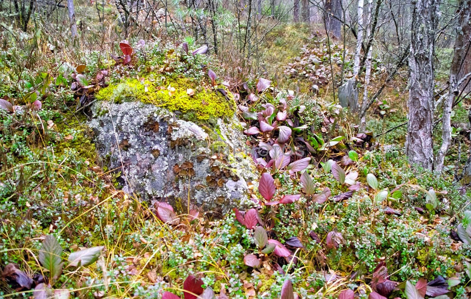 Nature in the mountains of Sayana. Russian taiga nature.