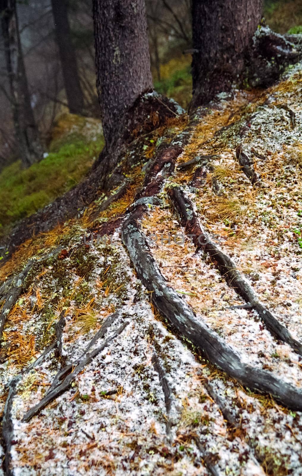 Nature in the mountains of Sayana. Russian taiga nature.