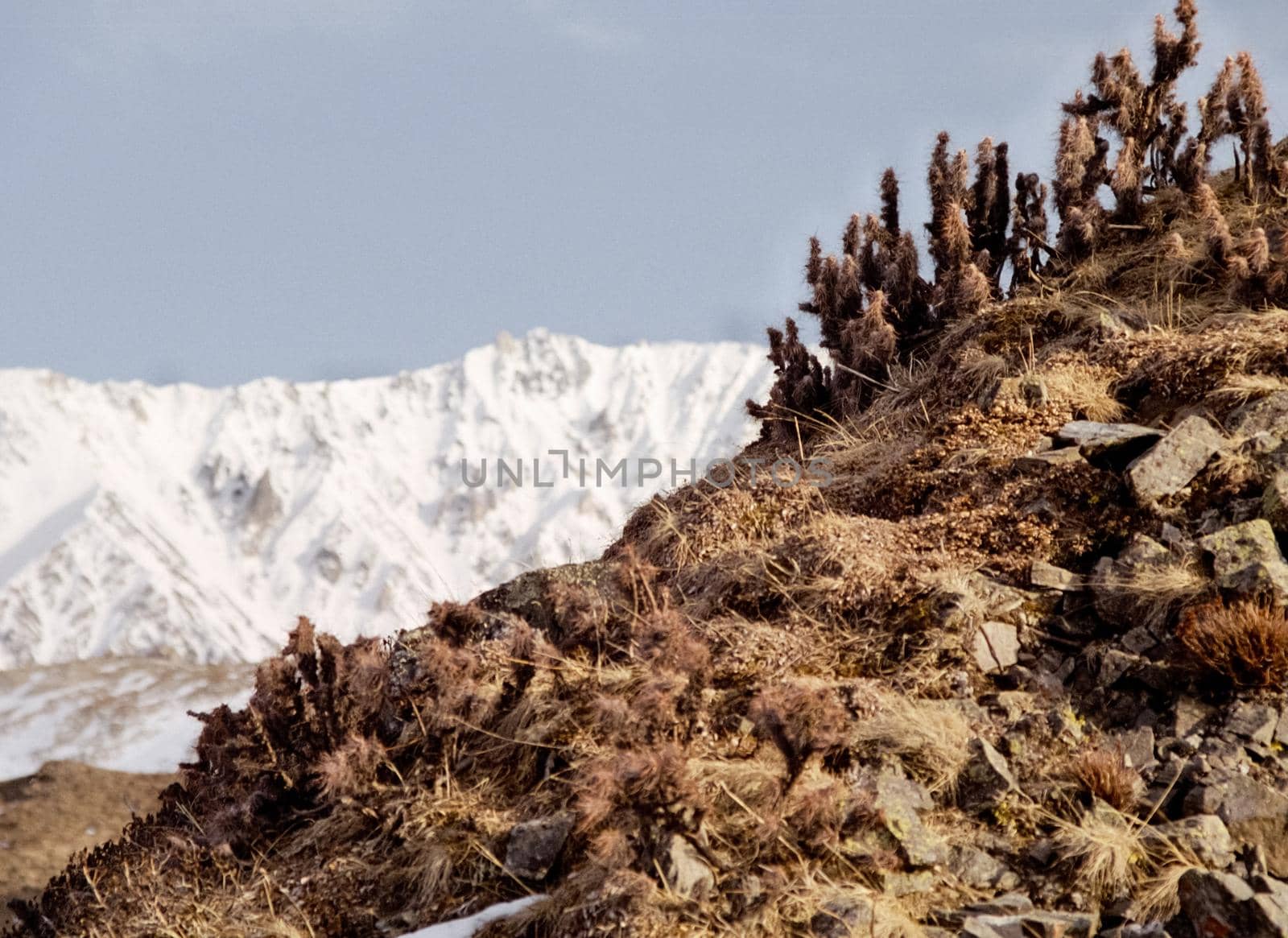 Nature in the mountains of Sayana. by DePo