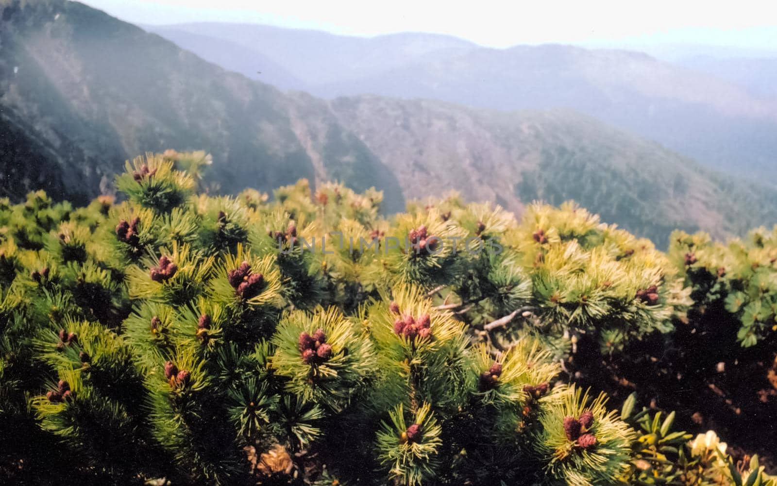 Nature in the mountains of Sayana. Russian taiga nature.