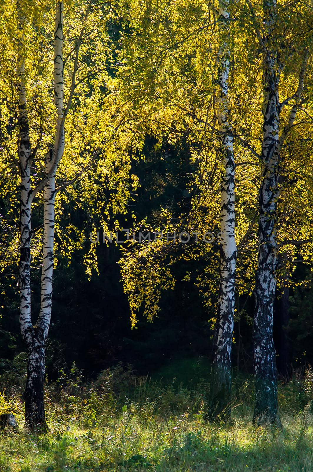 Beautiful autumn forest. A leaffall in the woods. Birches and needles.