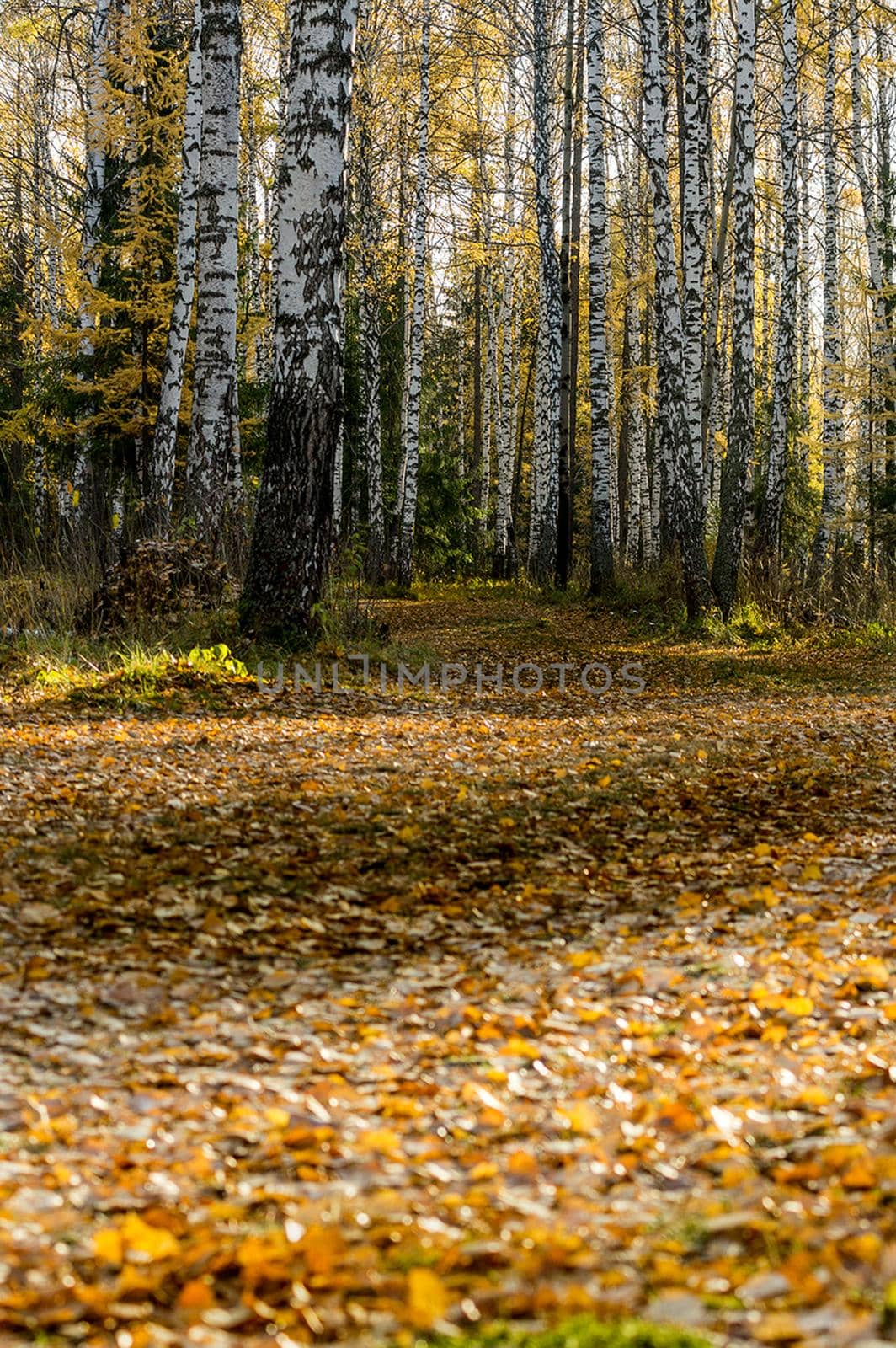 Beautiful autumn forest. A leaffall in the woods. Birches and needles.