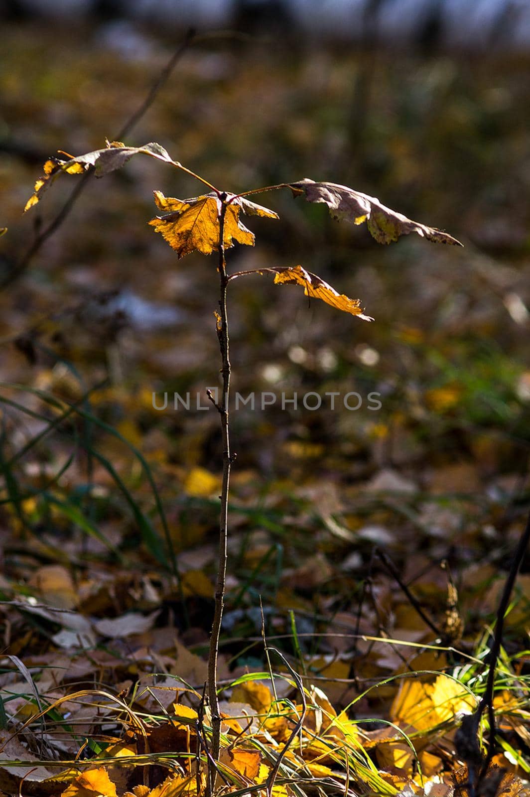 Beautiful autumn forest. A leaffall in the woods. Birches and needles.