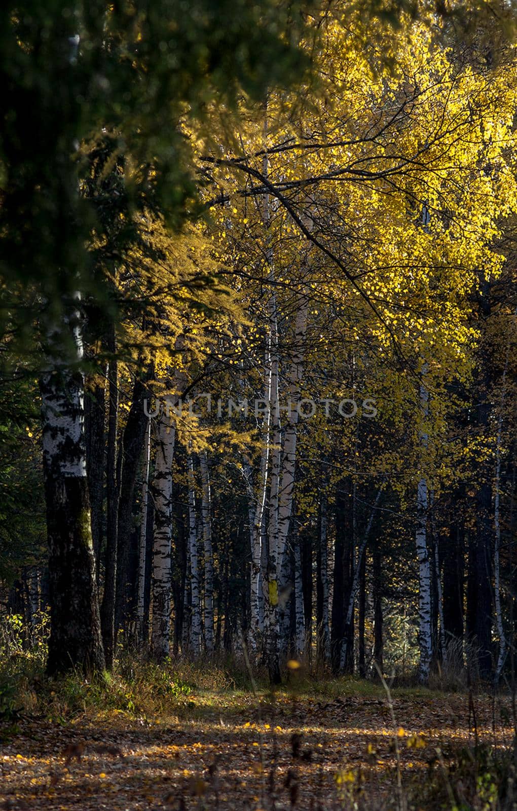 Beautiful autumn forest. A leaffall in the woods. Birches and needles.