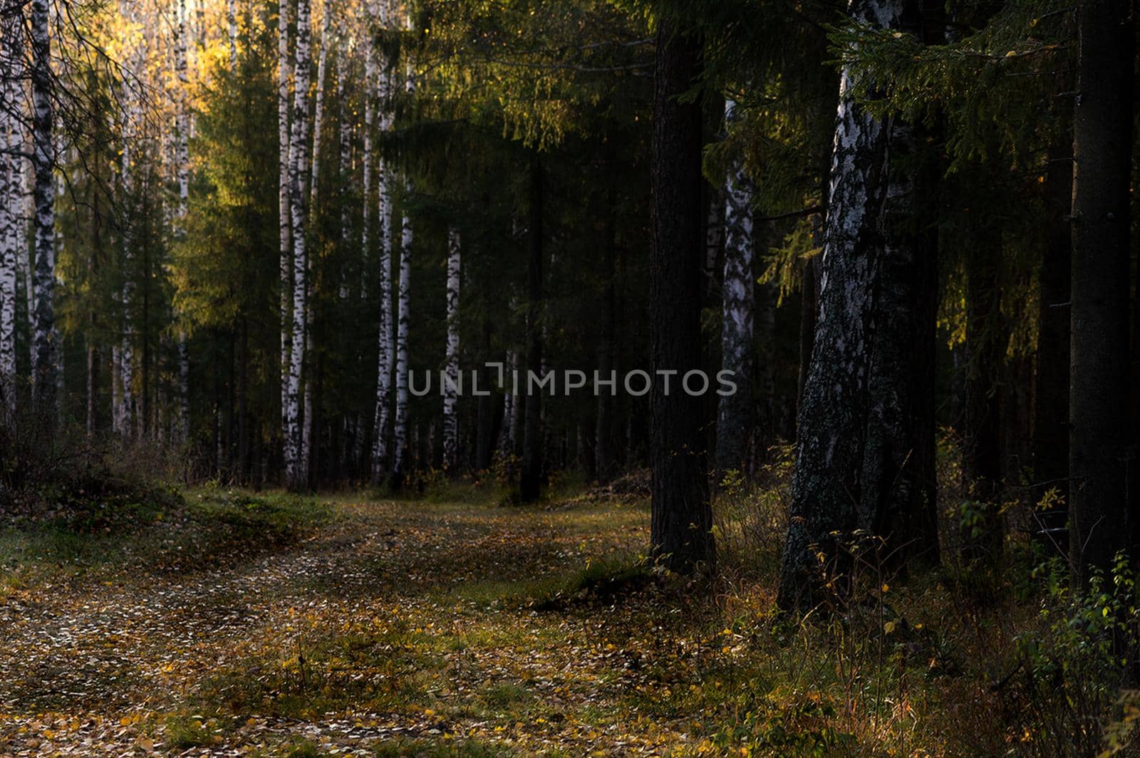 Beautiful autumn forest. A leaffall in the woods. Birches and needles.