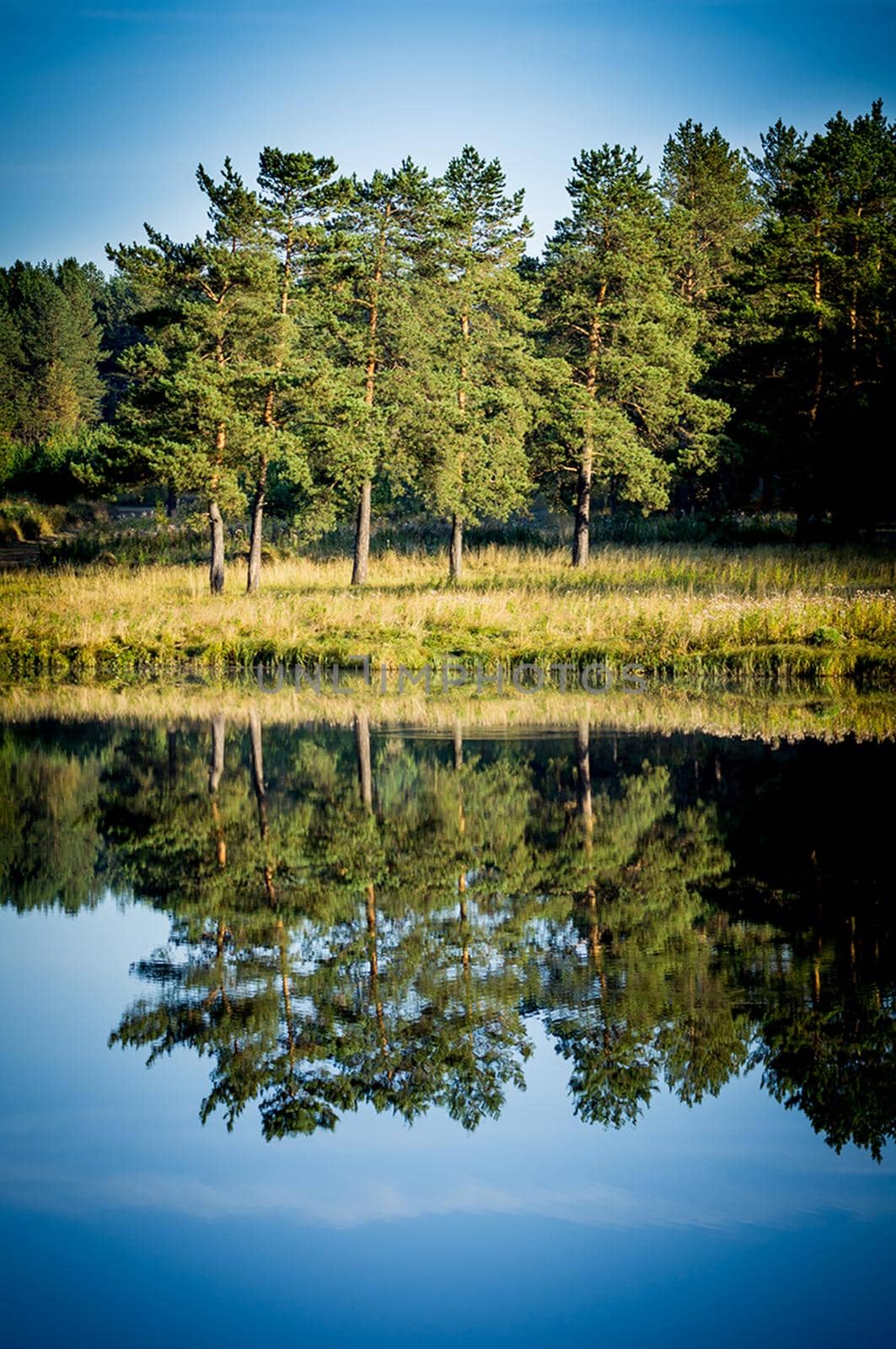 Beautiful blue sky over lake and coniferous forest. by DePo