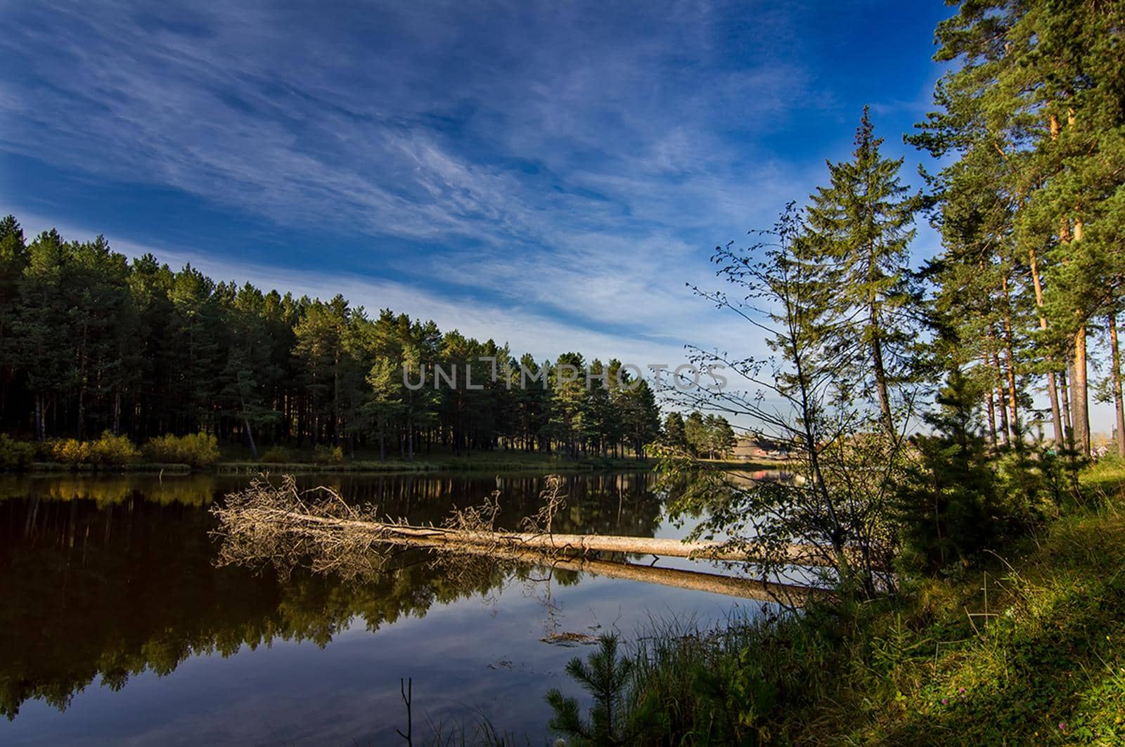 Beautiful blue sky over the lake and coniferous forest.