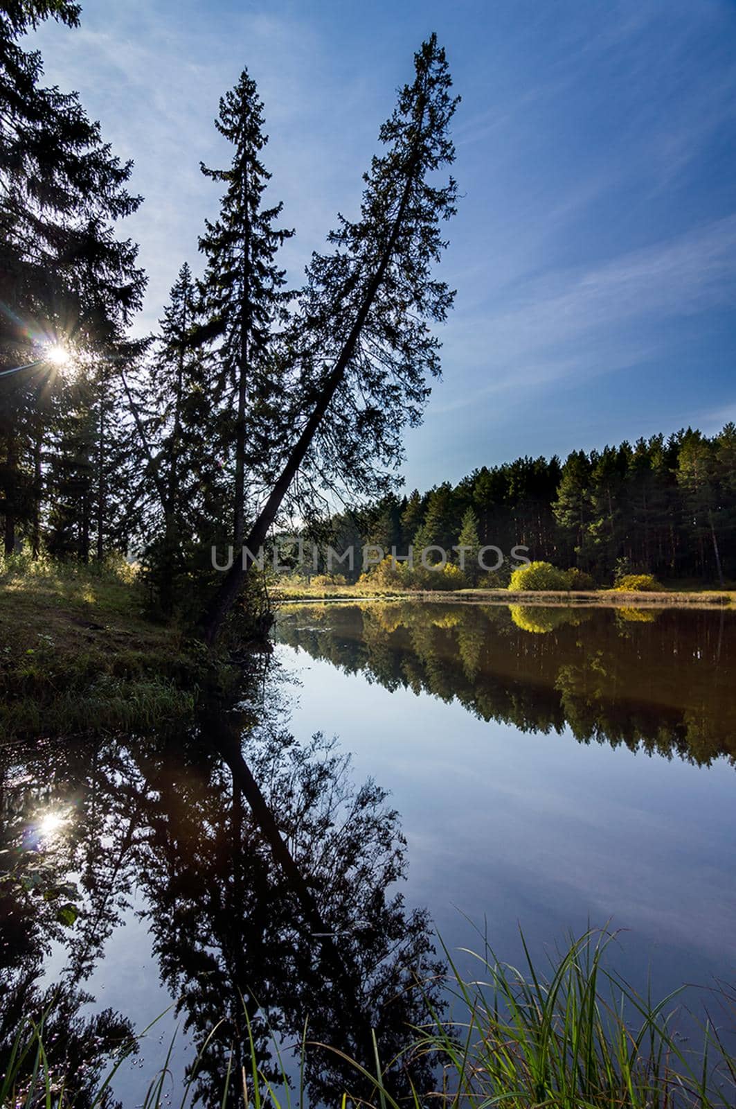 Beautiful blue sky over the lake and coniferous forest.
