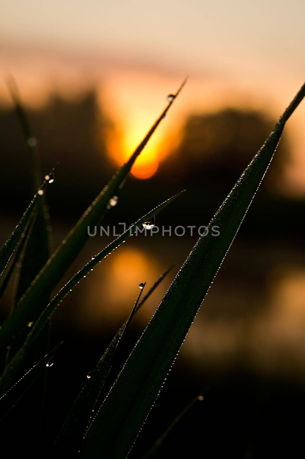 Drops of water on leaves of grass. Dew on the green grass.