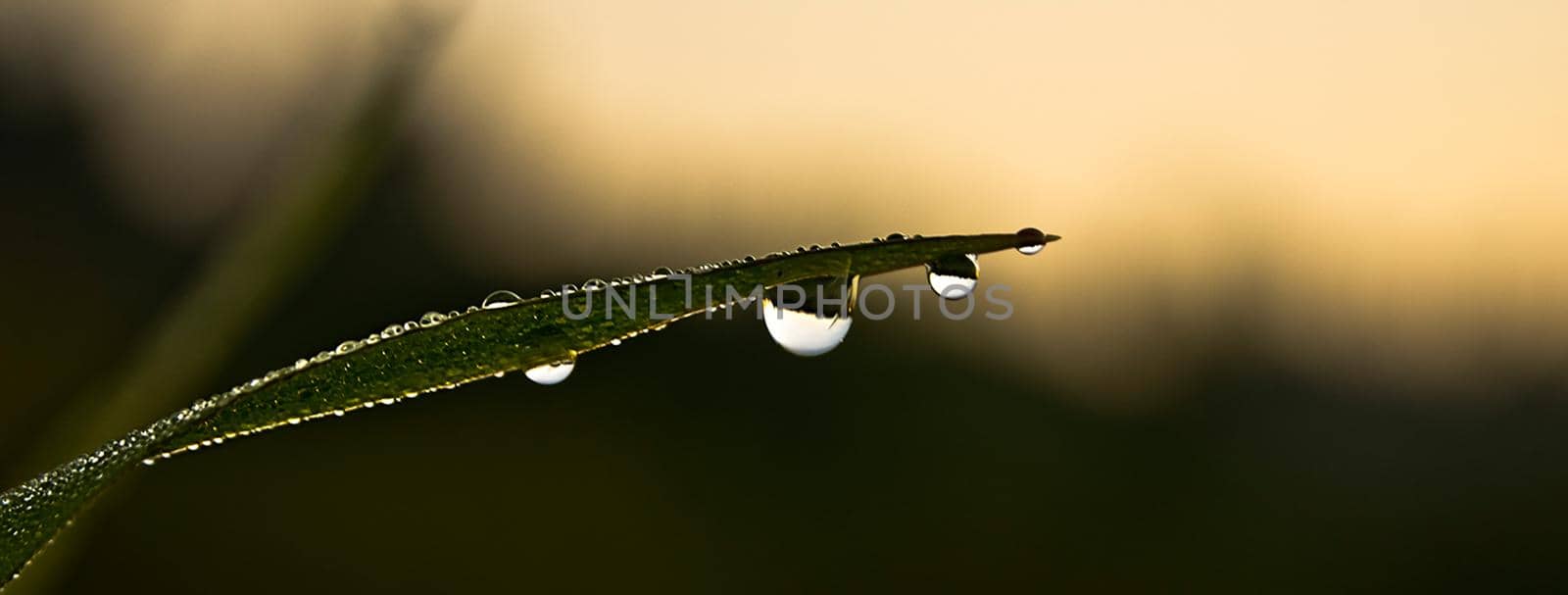 Drops of water on leaves of grass. Dew on green grass. by DePo