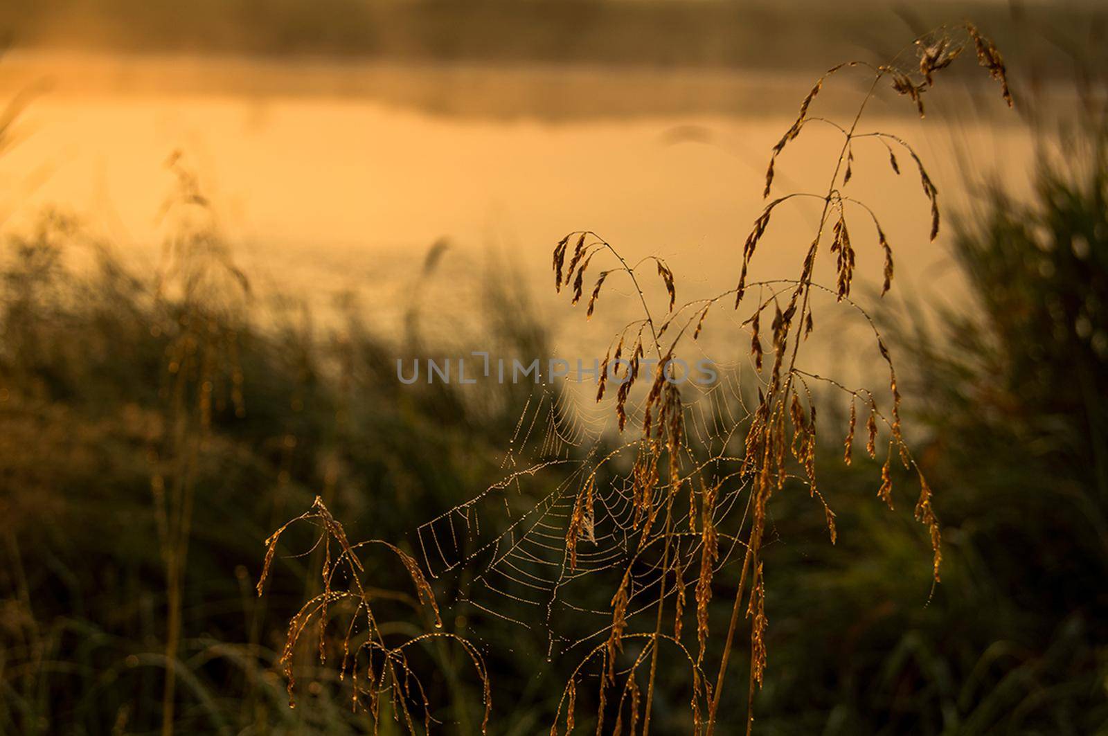 Lake at sunset, coastal grass and trees. light of the sunset above the water. by DePo