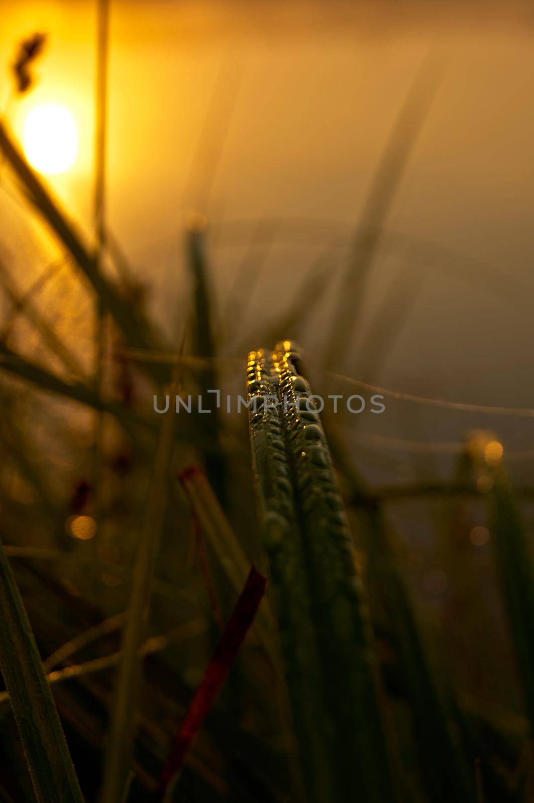 Lake at sunset, coastal grass and trees. light of the sunset above the water. by DePo