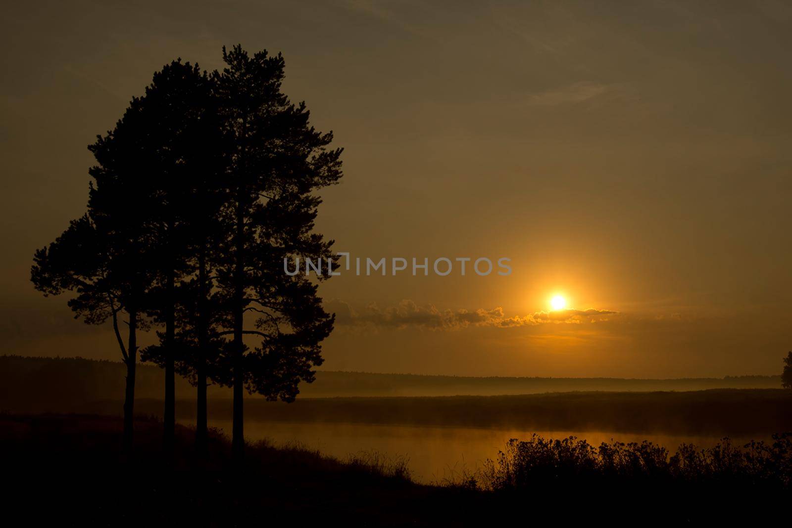 Lake at sunset, coastal grass and trees. The light of the sunset above the water.