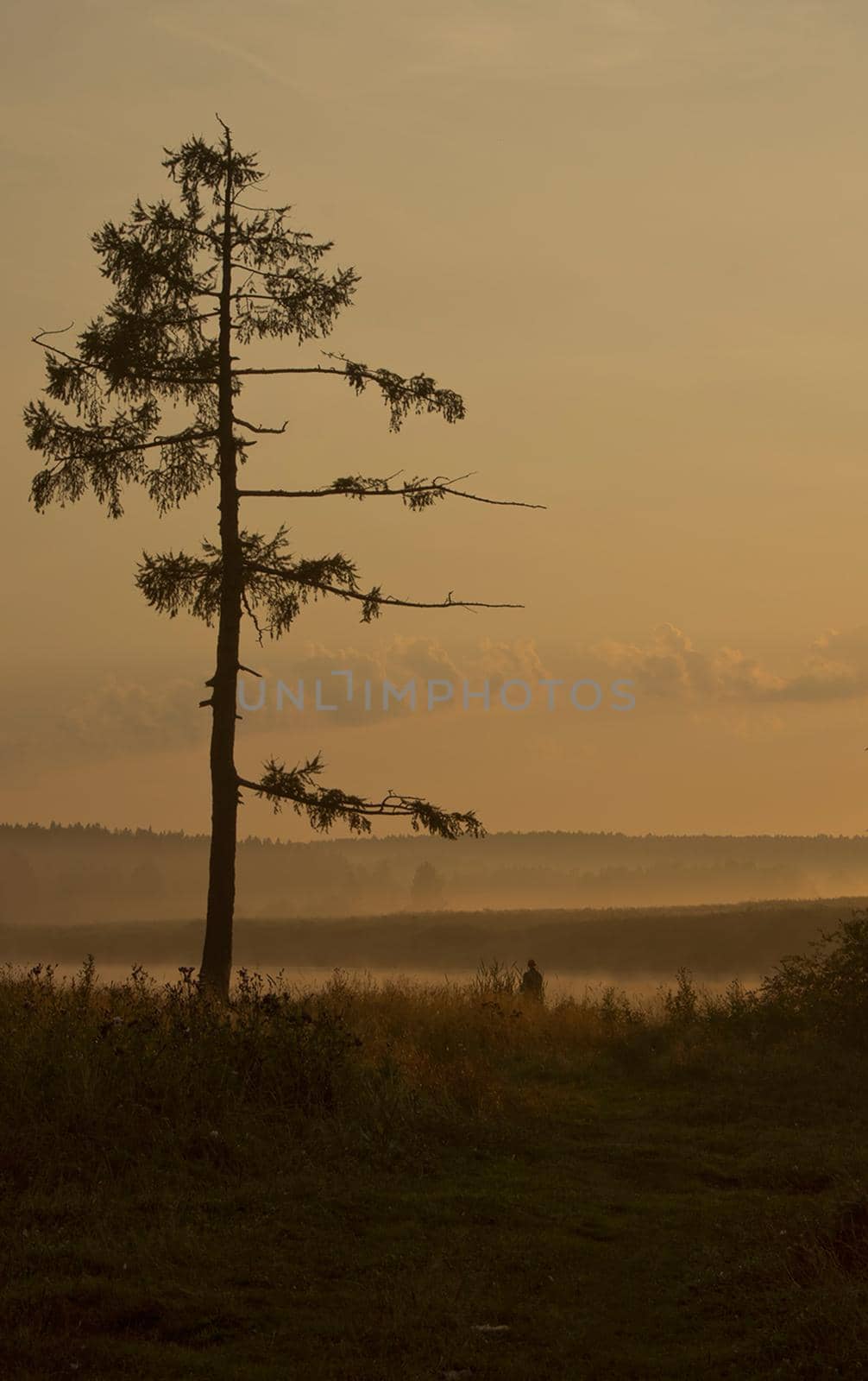 Lake at sunset, coastal grass and trees. The light of the sunset above the water.