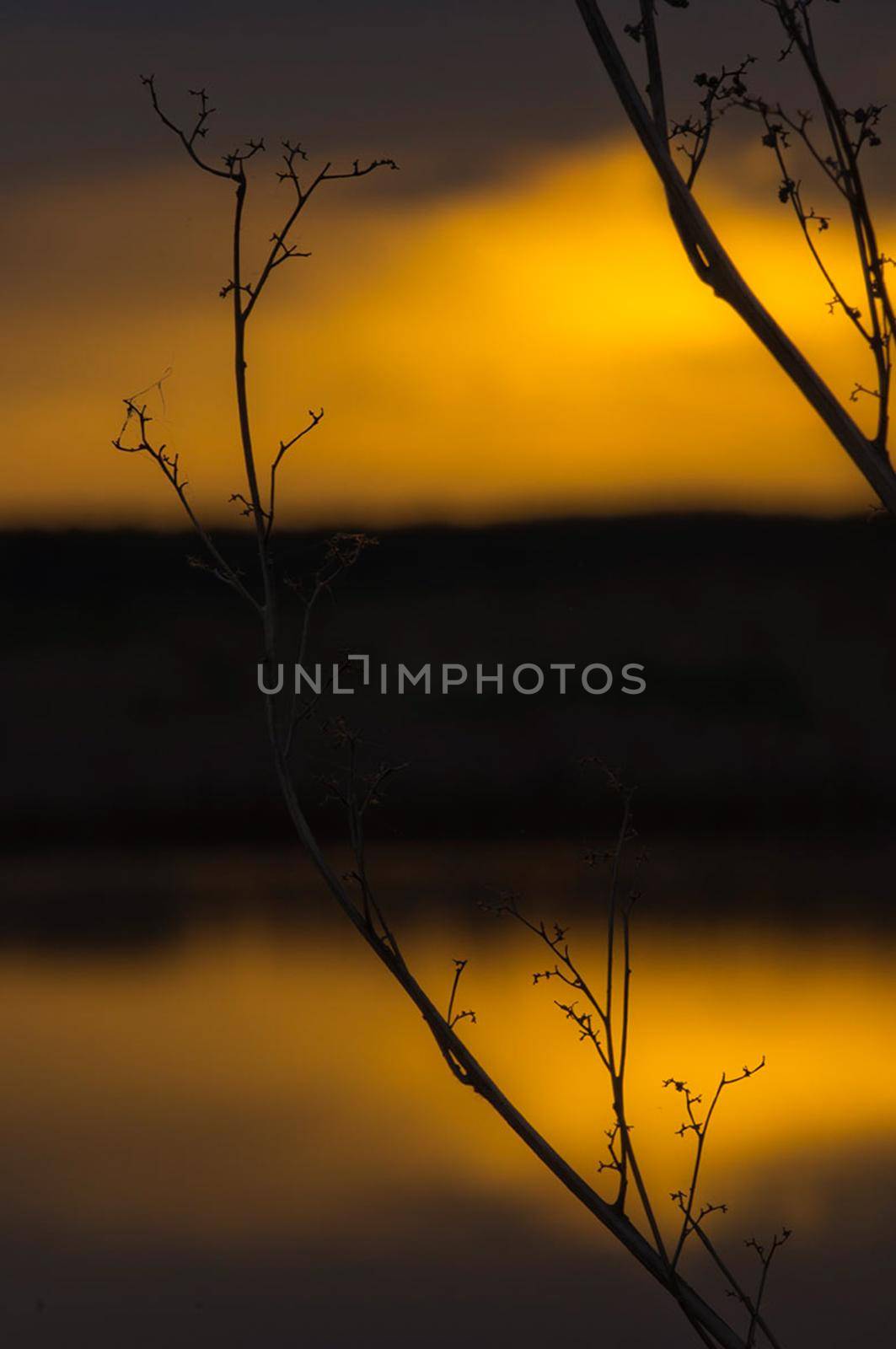 Lake at sunset, coastal grass and trees. The light of the sunset above the water.