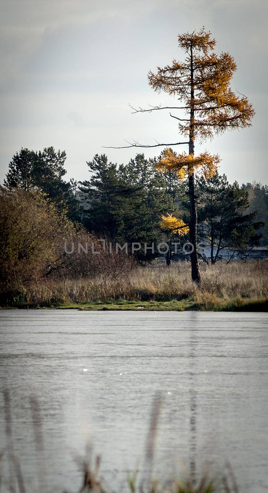 Lakes in autumn forest. Forest autumn landscape, beautiful nature. by DePo