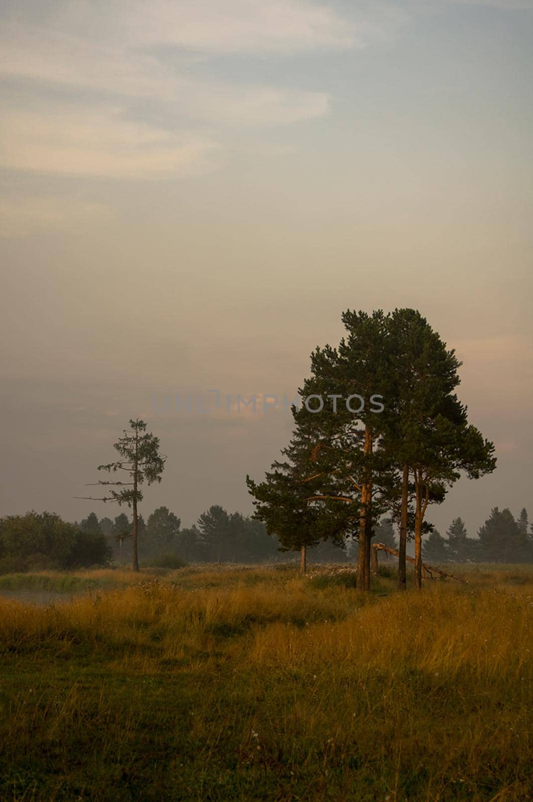 Separately standing pines on edge of the forest. by DePo